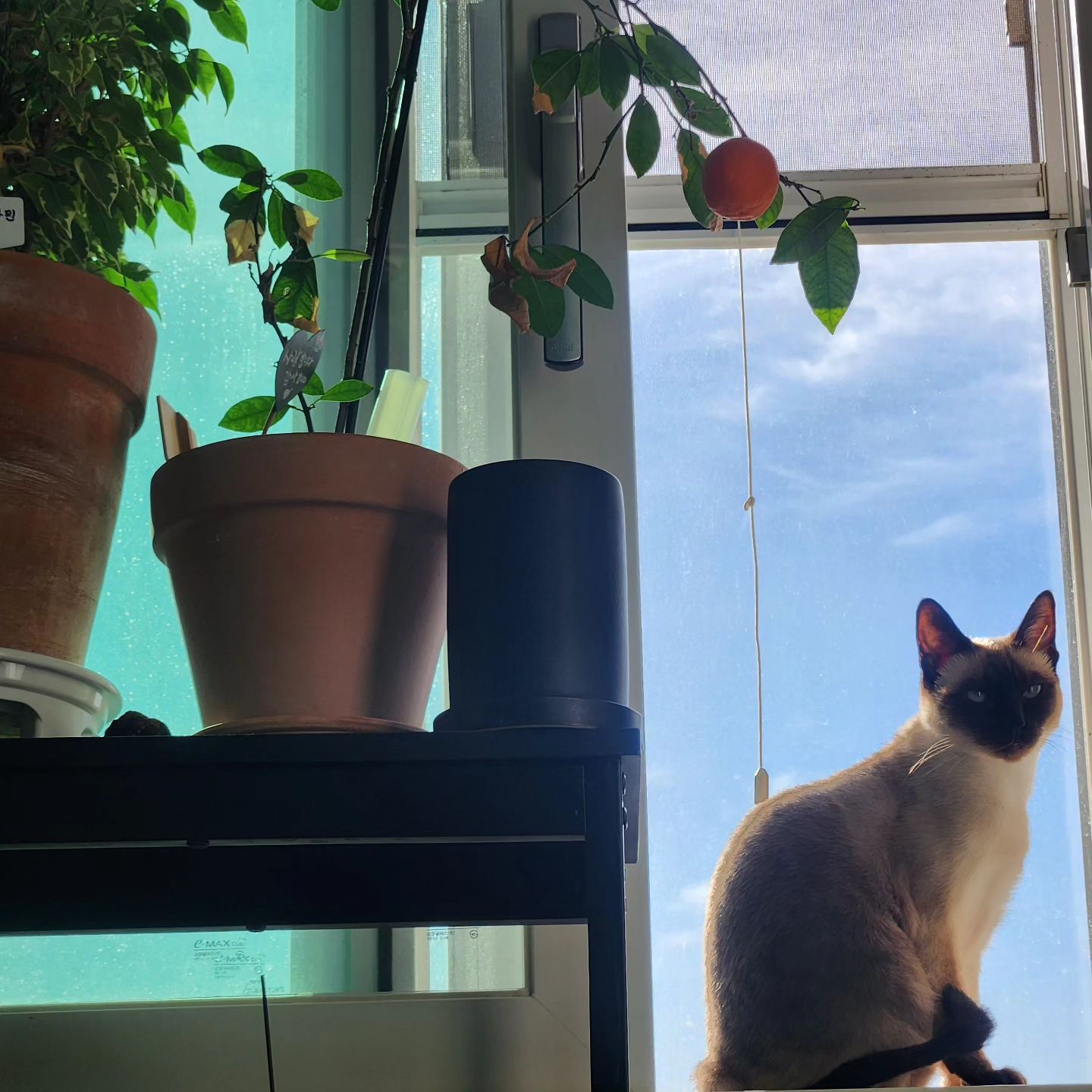 아..출근하기 싫게..만드는 토미🫠
졸귀다
.
.
#고양이 #고양이의하루 #고양이그램 #샴고양이 #랜선집사 #랜선이모 #고양이자랑 #토로 #토미 #토로미냥 #catstagram #แมว #cat #siamesecatcat #그루밍그램 #좋아요 #그루밍 #꾹꾹이#고양이간식 #집사 #집사의하루 #고양이일기#귀여운고양이#고양이영양제#캣그라이스