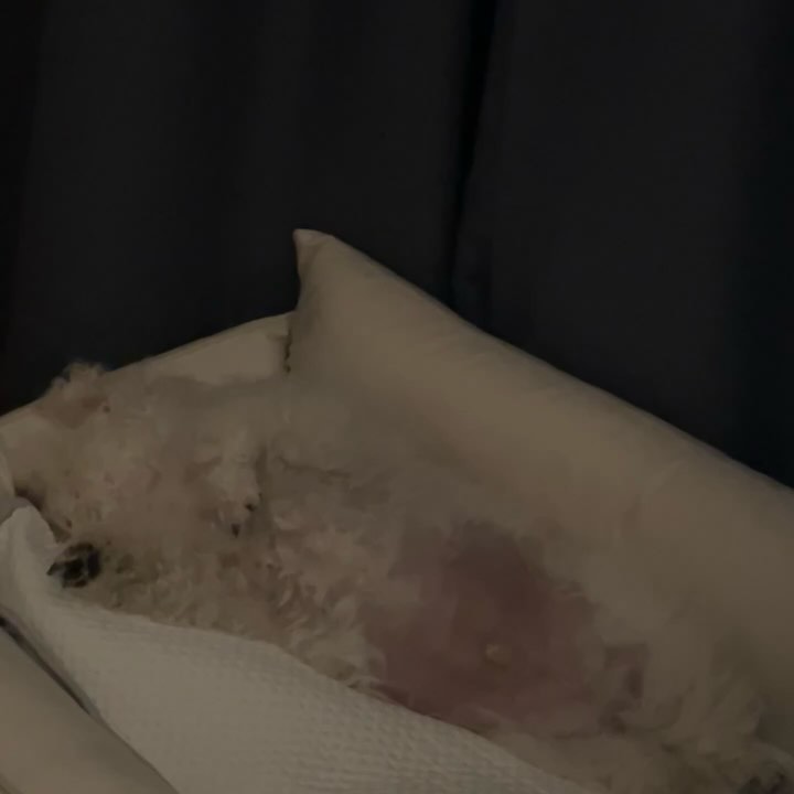 꼬물꼬물🐾