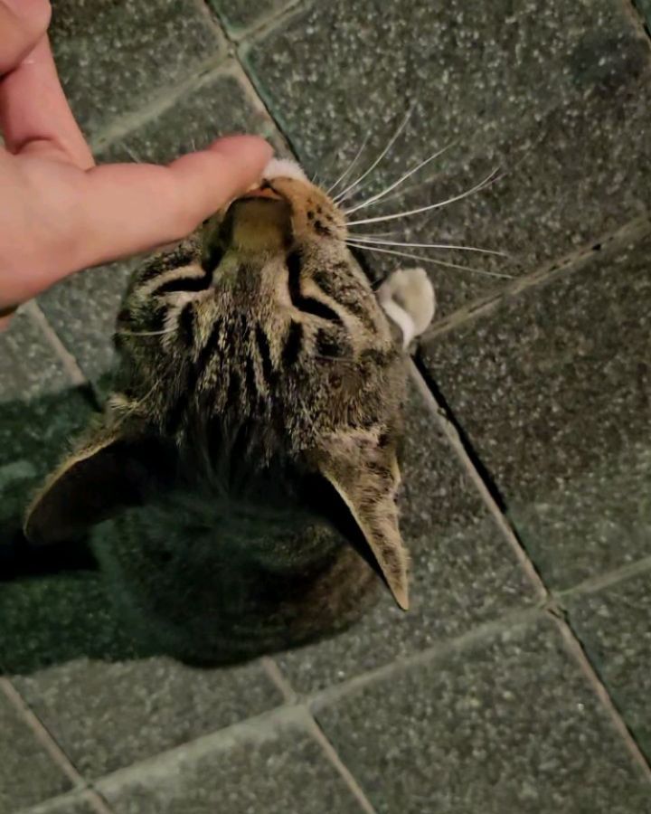 간택당할뻔했다.....🐈