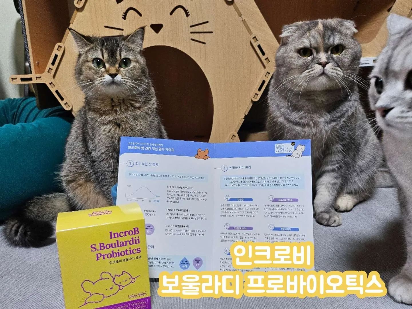 #이벤트 #제품제공

🏷️구매문의 incrob_app

인크로비에 우리 몽실이 응아를 건냈더니 펫 마이크로바이옴 검사도 무료로 해주시고 보울라디 프로바이오틱스을 보내주셨어요🥹

1박스에 30개가 들어있는데 1포당 1.2g 이예요
1포를 뜯었는데 진한 치즈향기가 고소하게 나요.

간식그릇에 부어주는데 옹기종기 모여서 서로 먼저 먹겠다고 머리들이 미는것 좀 보세요😵‍💫 냄새부터 합격인가봐요~ 제 기억엔 애들이 치즈를 그리 즐기지 않았던거 같은데...🙄

자리 차지한 조이 그냥 먹겠다며.. 콧바람에 유산균 날리고 🤣 
저러다 재채기하거나 안먹을줄 알았는데 저상태로 다 먹어버렸어요😳
단 한번도 유산균을 단독으로 먹은적이 없었는데 이게 무슨일이지요?? 
유산균 1포 다먹고 그루밍까지😁

다른 아이들은 간식에 섞어줬고 잘먹더라구요.

늘 예외는 있는법..보이는 곳에서 섞어서 그런건지 치즈향이 나서 안먹는건지 비니의 최애간식이였는데 안먹더라구요😭

여섯아이 다같이 기호성 맞추기 힘들다요🥲

여섯아이중 다섯아이가 먹었으니 기호성은 좋고~
까탈이들에게는 호불호가 있을수 있는거 같아요.

기존에 먹이던 유산균 다먹고 추가로 더 사볼까해요~어느정도 효과가 있는지 궁금해요😁 30포라 한아이당 5~6번밖에 못먹이니 효과를 보기도전에 없거든요. 있었는데 없었습니다😅

유산균은 선택이 아닌 필수인거 다들 아시죠?

인크로비 보울라디 유산균은요?
✅️유해균을 배출하는 보울라디 효모 함유
✅️유익균을 증식하는 신바이오스틱
✅️소장 대장 복합케어
✅️치즈맛으로 기호성 향상
✅️깐깐한 안정성

아직 유산균 유목민이라면 이제라도 챙겨야겠다면 유해균을 배출하면서 유익균을 늘려주는 보울라디 프로바이오틱스 어떠세요?
.
.
.
.
.
.
.
#인크로비 #마이크로바이옴 #보울라디 #고양이유산균 #강아지유산균 #고양이영양제 #보울라디유산균 #보울라디프로바이오틱스