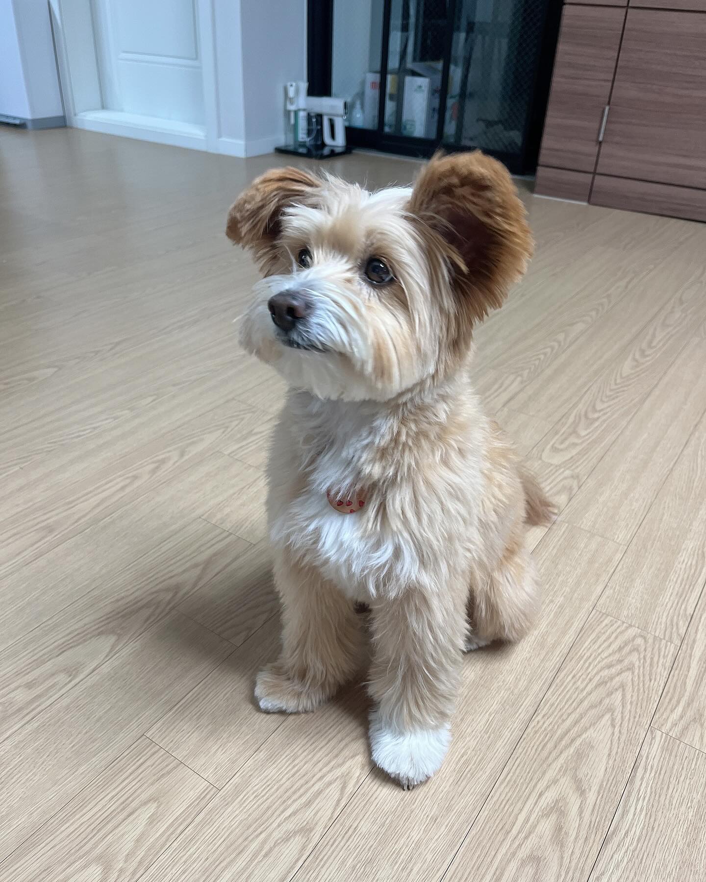 +1049ᴅᴀʏs

귀여워 둘다
애플이보고와서 애플이 이야기만 하면 
귀엽다고 보고싶다고 난리 🐶😍

-
--
---

#하하윤이네🏠 #1049일 #애플이 #2살아기 #3살아기 #그쯤어딘가 #35개월아기 #육아소통 #육아소통맞팔 #육아소통환영 #육아스타그램