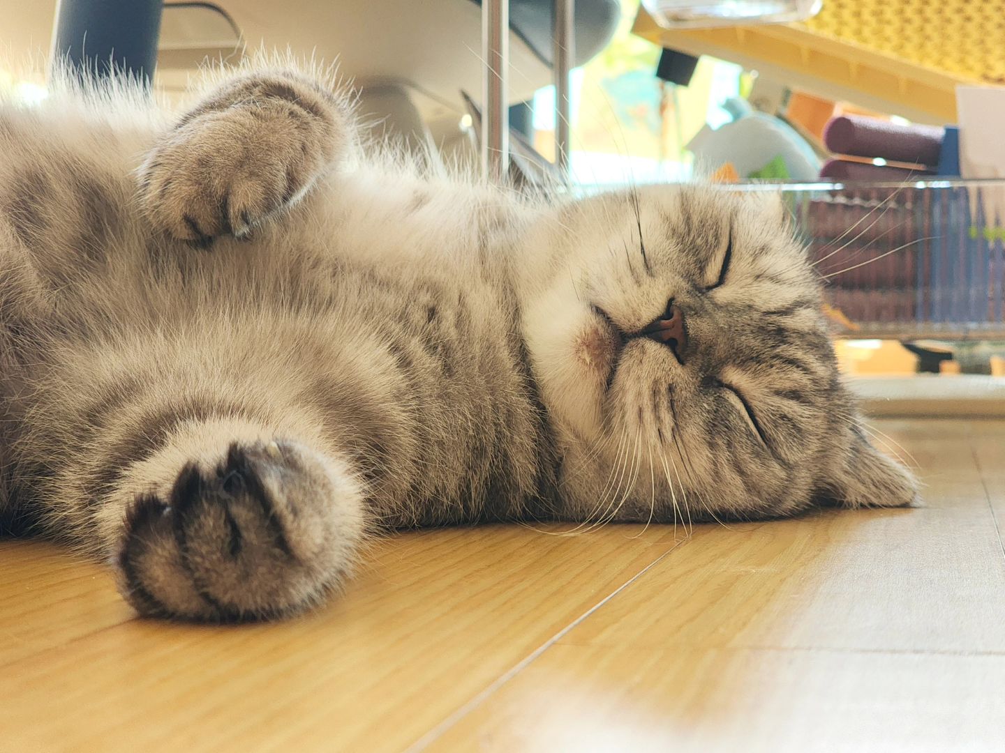 늘어지고 또 늘어지고 😸