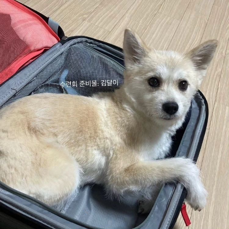 나도 수련회 준비물~언니 따라갈래