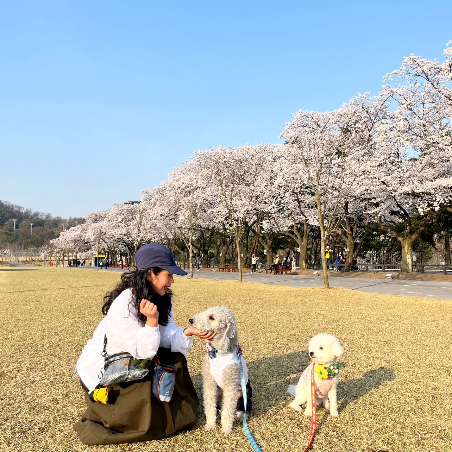 이번주도 꽃구경대신 사람구경하게될까봐
아침 7시부터 걷기시작한 과천대공원!🌸
역시나 아침일찍이라 한적하고 넘 좋았다❤️

엄마만의 애견모델(?) 너낌으로
개도리는 벚꽃과 어울리는 핑크크롭탑나시!
라잇이는 수민이모가 선물해준 흰나시티에 청바지!
로 한껏 꾸민 후 나선 과천대공원 벚꽃나들이😍

곳곳의 찍사형님들이 개돌라잇 사진을 찍어대던건
우리만의 착각..(?)
잘모르게찌만 벚꽃도 강지도 넘넘예뻤다🐶
.
.
#벚꽃 #벚꽃🌸 #벚꽃구경 #벚꽃축제 
#벚꽃놀이 #강아지 #강아지산책 #댕댕이그램 
#멍스타그램 #강아지그램 #강아지옷 #벚꽃산책