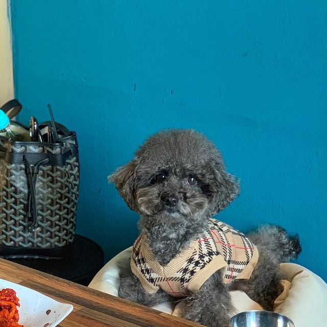귀요워서 요미 on Instagram: "#광고

이렇게 친절한 사장님 계신곳이라면
100번이고 1000번이고 족발먹으러 가겠다구욤🤎.🤎

요미네가 진심으로 응원하는 족발집
호야네족발 동대문점에 다녀왔어
서울 최고의 불족발 맛집으로 방송에도 소개된곳이야
족발 그릇 밑에 촛불을 켜두는데 은은하게 그릇을 데워줘서
다 먹을때까지 따뜻하게 족발을 맛볼 수 있어
같이 주시는 반찬들과 소스도 너무 맛있는데 
다른곳들과 다른점은 고추소스를 주시는데 매콤상콤 너무 맛있어
그리고 어묵탕에 무가 잔뜩들어가서 엄청 시원했댜규

여기 사장님은 정말 찐이야~~
요미랑 편하게 먹을 수 있도록 배려도 너무 많이해주시고 
챙겨주셔서 감동받았고 그리구 너무나 깔끔하셔
(7번사진)머리에 헤어캡까지 깔끔하게 착용하고 계셔서
여긴 믿고 먹어도 되겠다 싶었다니까~~
호야네 족발 강추강추 강강추해욧

주소: 서울 동대문구 전농로 189
🐶동반 : 사전 문의 후 방문추천

#족발#보쌈#불족발#막국수#미니족#반반족발#불미니족#동네맛집#불족발맛집#전농동맛집#청량리맛집#청량리역맛집#휘경동맛집#용답동맛집#족발맛집#보쌈맛집#호야네족발#동대문로컬맛집#시립대맛집#시립대족발#족발맛집#동대문핫플#도시락#1인분#혼밥 #멍팔 #동반했지욤"