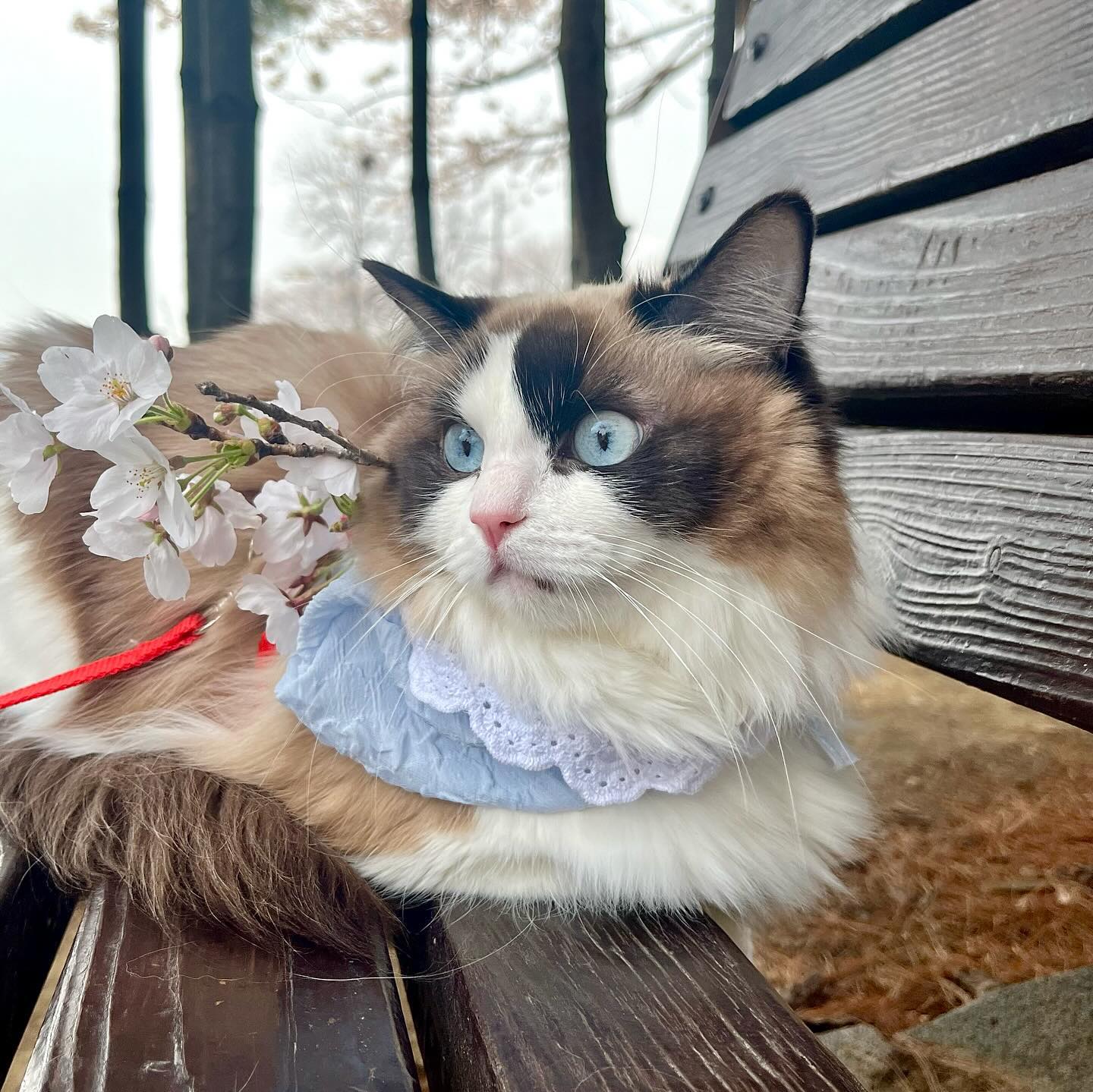 꽃보다 단풍이💖🌸
.
.
.
.
.
#벚꽃고양이 #산책냥 #냥팔 #집사그램 #벚꽃구경 #고영희 #야옹이그램 #좋아요