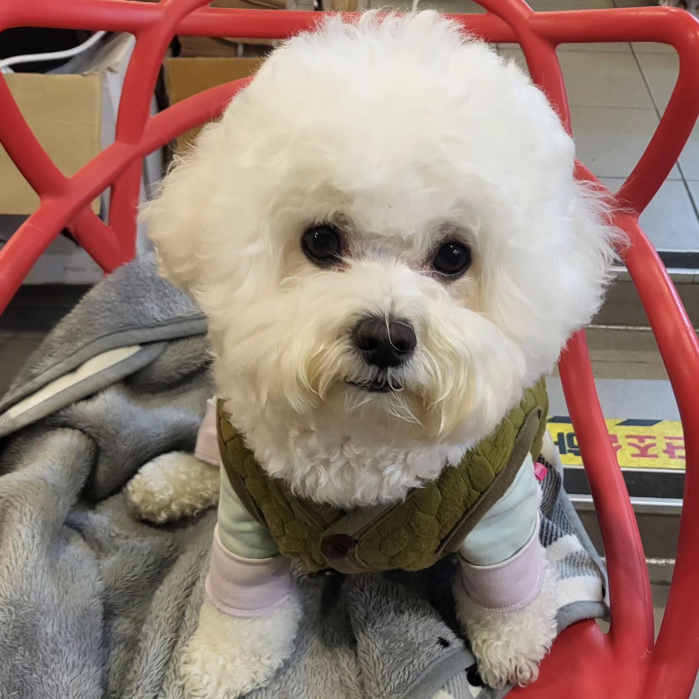 🐶#내가얼마나더귀여워야하는건데
어디가나 사랑받는 내복만이
이모 삼촌들 복만이 이뻐해줘서 고마워요🩵

#내새끼 #내위안 #내의지 #내사랑