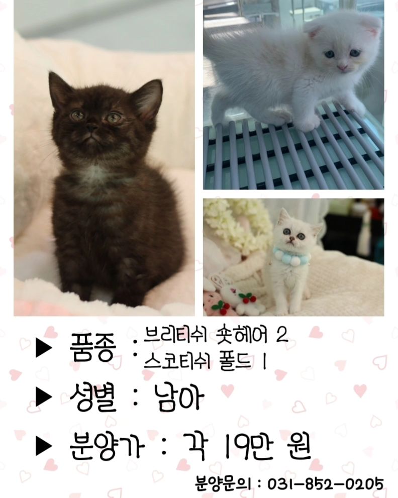 📌의정부고양이분양 대폭할인📌
.
✅️건강한 고양이를 가족으로 맞이할 수 있는 기회입니다
지금 바로 연락주세요
.
나비캣 번호 031-852-0205
나비캣 채널 http://pf.kakao.com/_DbcMxj
나비캣 카톡 nabi_0205
.
#고양이분양 #의정부고양이분양 #브리티쉬숏헤어분양 #스코티쉬폴드분양 #랙돌분양 #포천고양이분양 #양주고양이분양 #노원고양이분양 #전국고양이전문분양 #남양주고양이분양