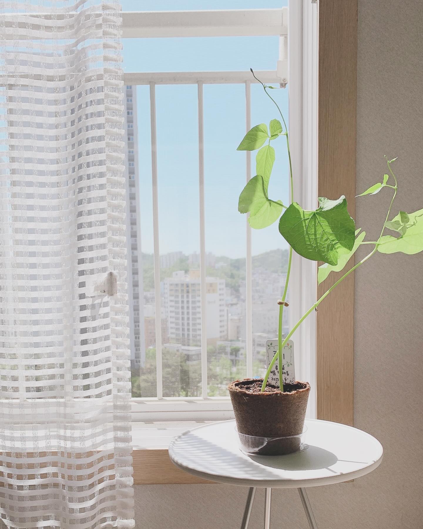 .
쑥쑥 자라고 있는 콩이🌱
햇빛도 보여주고,
물도 챙겨주고,
주는 사랑만큼 자라서 그런지
식물 키우는 재미가 이런건가?
새롭게 느끼는 중🫶🏻

오늘은 할 일도 겨우겨우ㅋㅋ
잘 마무리했고, 여러모로
너무 행복한 하루😘
이제 자야징🙌🏻
.
.
.
#소소한행복찾기 
#쑥쑥자라라 #콩이