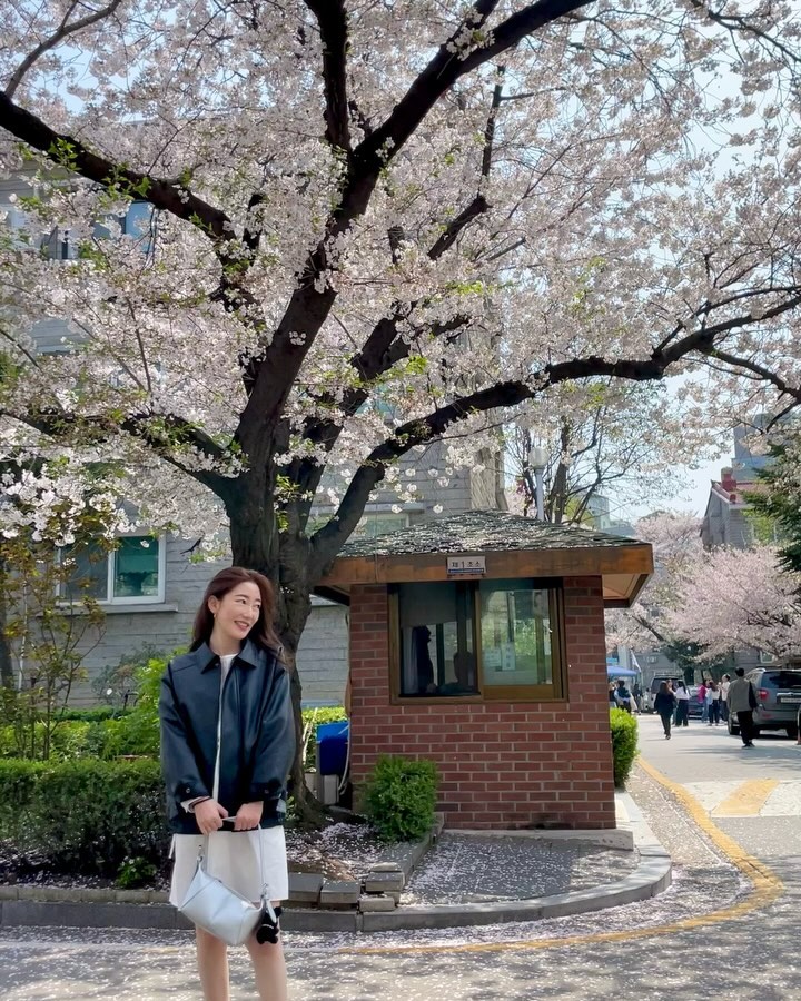 봄인이니까 피드에 벚꽃 뿌리기🌸🌸