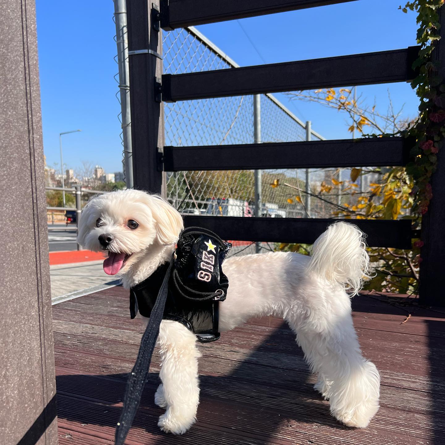 산책할때 똥싸면 치울 똥츄는 내가 챙.긴.다 🐶
#강아지가방 #강아지하네스 
.
.
.
.
#일상 #daily #강아지 #멍스타그램 #반려견 #dog #셀카 #개스타그램 #댕댕이 #puppy #dogstagram #멍멍이  #소통 #견스타그램 #데일리 #instadog #멍멍스타그램 #petstagram #말티푸 #좋아요 #애견 #강아지스타그램 #멍스타그램 #애견카페 #강아지친구 #강아지일상 #멍팔 #멍팔맞팔환영