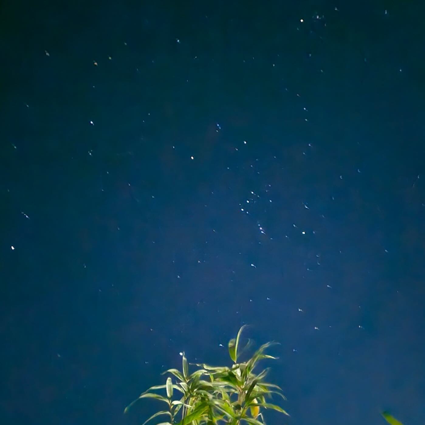 오빵이가 찍어 준 별 ♥