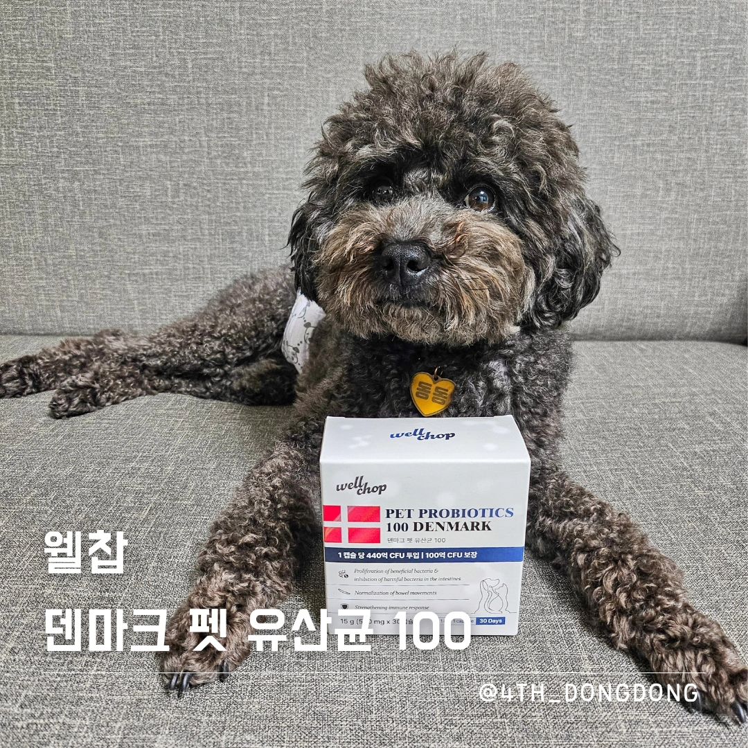 @#협찬 wellchop_official #웰찹

8일동안 급여 후 변화가 없으면 100% 환불 보장하는 웰찹,
그만큼 효과를 자신하는 유산균입니다.
여러분들도 한번 도전해보세요~ 😉

▪️효과 있을 수밖에 없는 웰찹
시험 성적서로 그 효과를 입증한 웰찹 👀
덴마크 프리미엄 살아있는 생균을 440억 투입, 100억 보장해서
효과는 있을 수밖에 없다 😘
나 이동동도 3일째 설사하다가 덕분에 변이 되직해진 건 안 비밀!
(사진 올리려다가 멈무 친구들 놀랄까봐 쉿 🤫)

▪️유산균 용기마저도 최고인 웰찹
유산균을 최대로 보장하기 위한 전용 용기까지 갓.벽.한. 웰찹 👍 
습기롭터 철벽 방어된다는 용기 효과 테스트까지 마쳤다규~
덕분에 우리는 효과가 떨어질 걱정 없이 유산균을 먹을 수 있다규~

▪️믿을 수 있는 웰찹
세계 유산균 점유율 1위 한센(덴마크)균주를 사용하고 있어
신뢰는 당연히 더 업!업!업! 🥴
거기에다 1,800건 임상을 거쳐서 안 믿을래야 안 믿을 수가 없음!
또, 건강기능식품 제조시설에서 제조한 제품이라
그 퀄리티나 청결은 당연히 원탑

내 똥 1일차랑 지금 차이 보고 싶은 친구들은 디엠줘~
사랑스러운 내 응아 사진을 보내주게뗘 💩 

#웰찹유산균 #강아지유산균 #강아지유산균추천 #고양이유산균 #고양이유산균추천 #펫유산균 #강아지영양제추천 #고양이영양제추천 #반려동물유산균