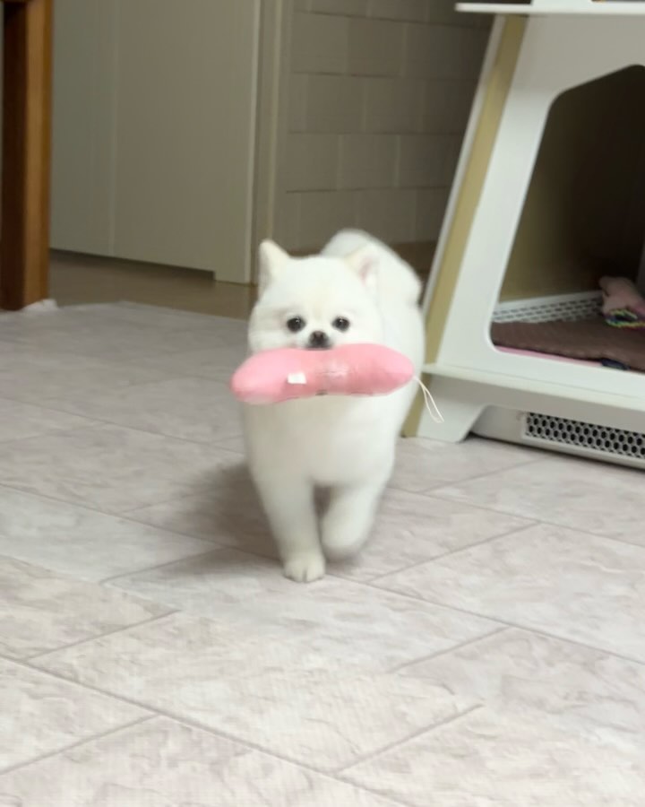 오랜만에 피드!!
꿀이는 이번 달에도 활기차고 기욤 하게 잘 지내고 있어요
저번달에 미용도 했고 펫쇼가서 옷도 샀고 집 앞에 폴리파크에서도 맛난 간식 옷들 사구 할머니 집 가서 이쁨도 받았어요 그리고 언니랑 오빠가 삼성 유니폼 사서 꿀이한테 덮어줬는데 꾸리 파란색이 너무 잘 받네요 ㅎㅎ 그리고 ㅜㅜ 얼마 전에 꿀이가 접종 맞고 나서 부작용으로 알레르기 반응이 올라와서 병원 가서 약 받아서 먹였더니 만져주니까 피곤했는지 눈을 뒤집고 자네요ㅜㅜ 그리고 꿀이는 대구 강아지라 너무 더워서 에어컨도 켜서 누워있었고 어제는 가족들이랑 막창집 갔다 왔어요 (꿀이는 덴탈껌만 먹으면 가만히 기다렸죠 ㆅ)