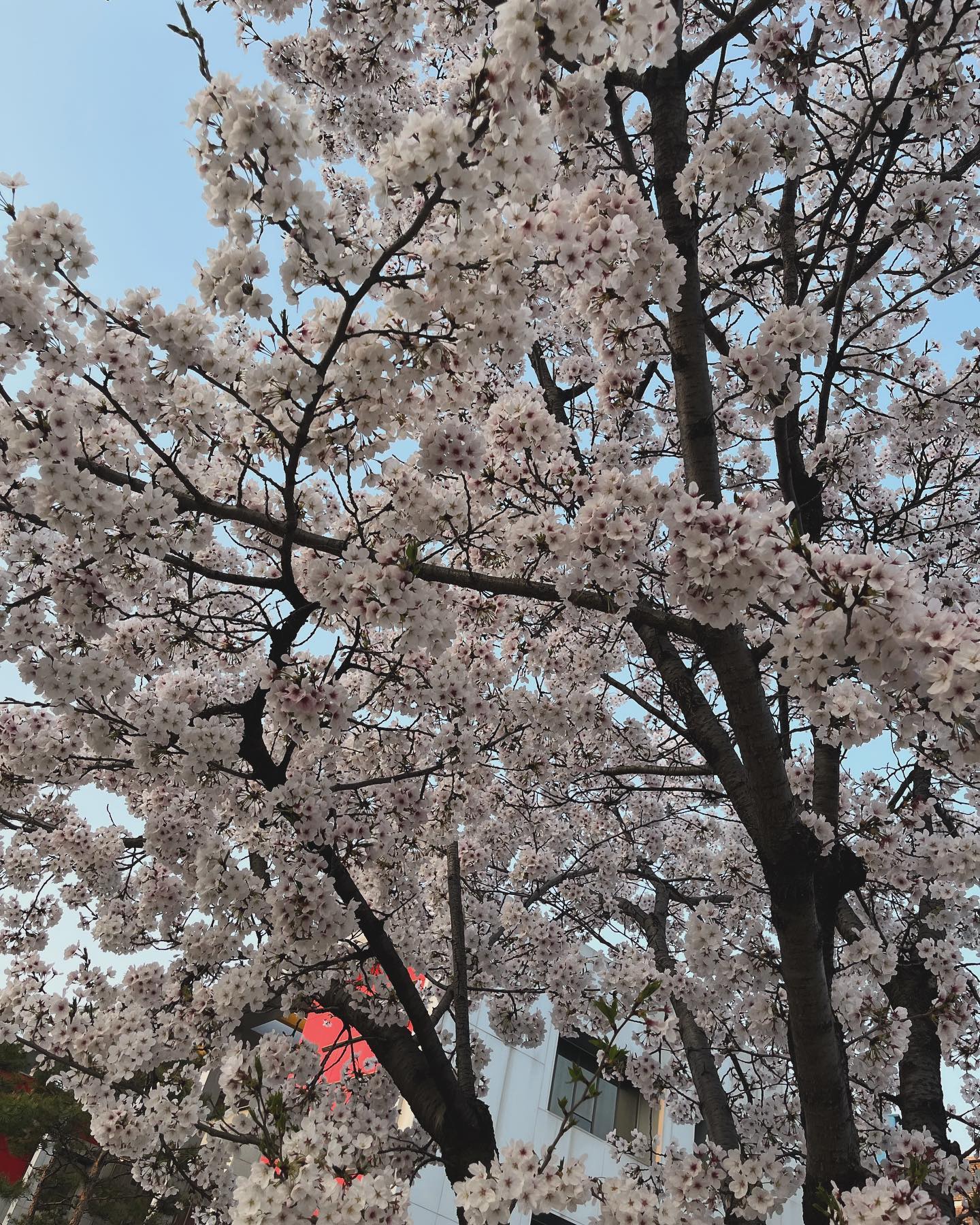 🌸🌸🌸#벚꽃 #억지로 #봄 #ㅋㅋㅋ #집앞 

얼태기와서… 심각한 요즘..!