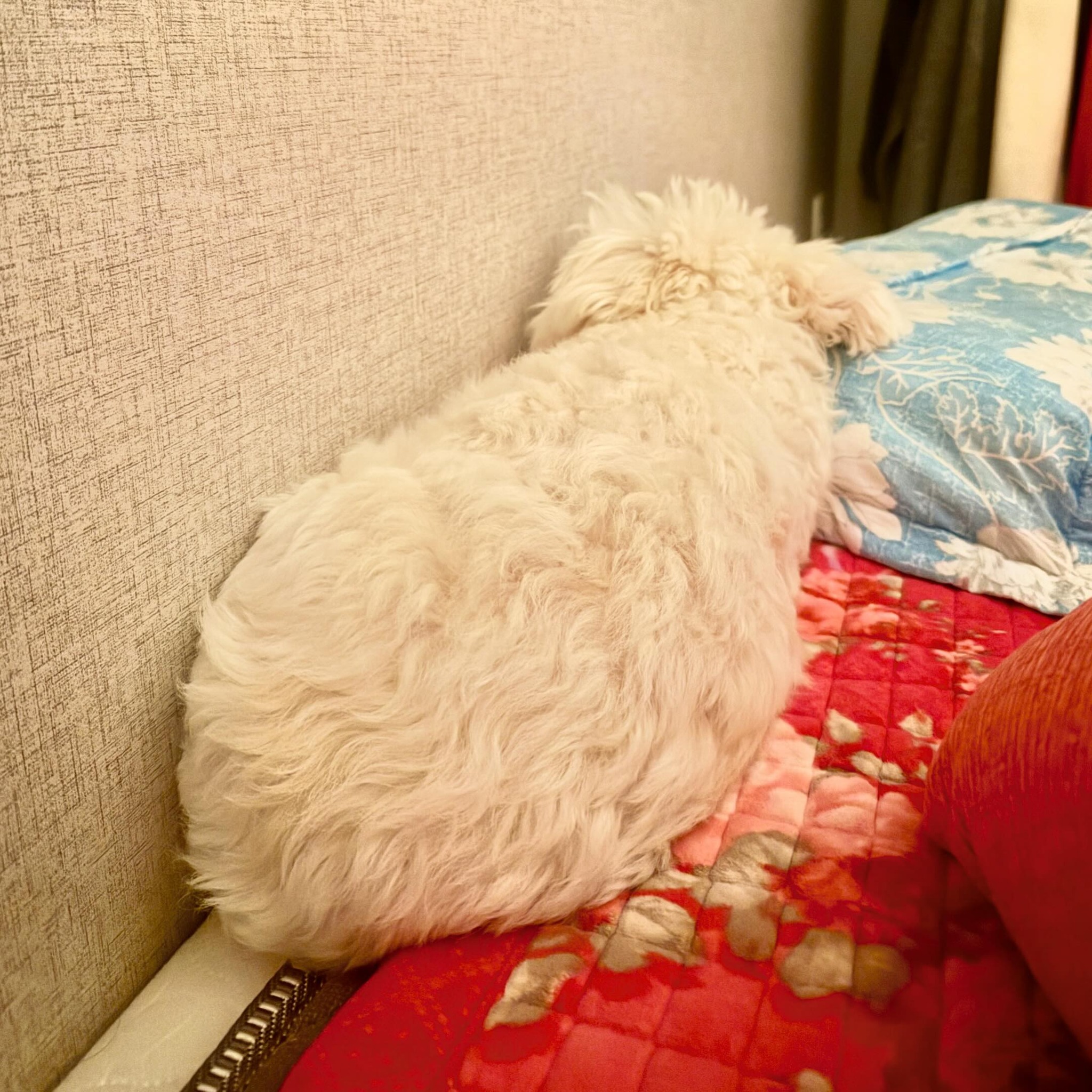 우리집 아기돼지 뒷모습 너무 기엽죵?