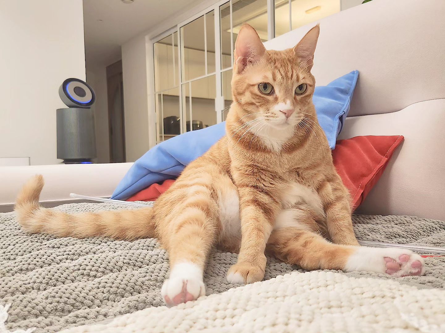 🐱
인생 무까끼하이~
 
#제이 #고양이 #코숏 #치즈냥
#사지마세요입양하세요버리지마세요