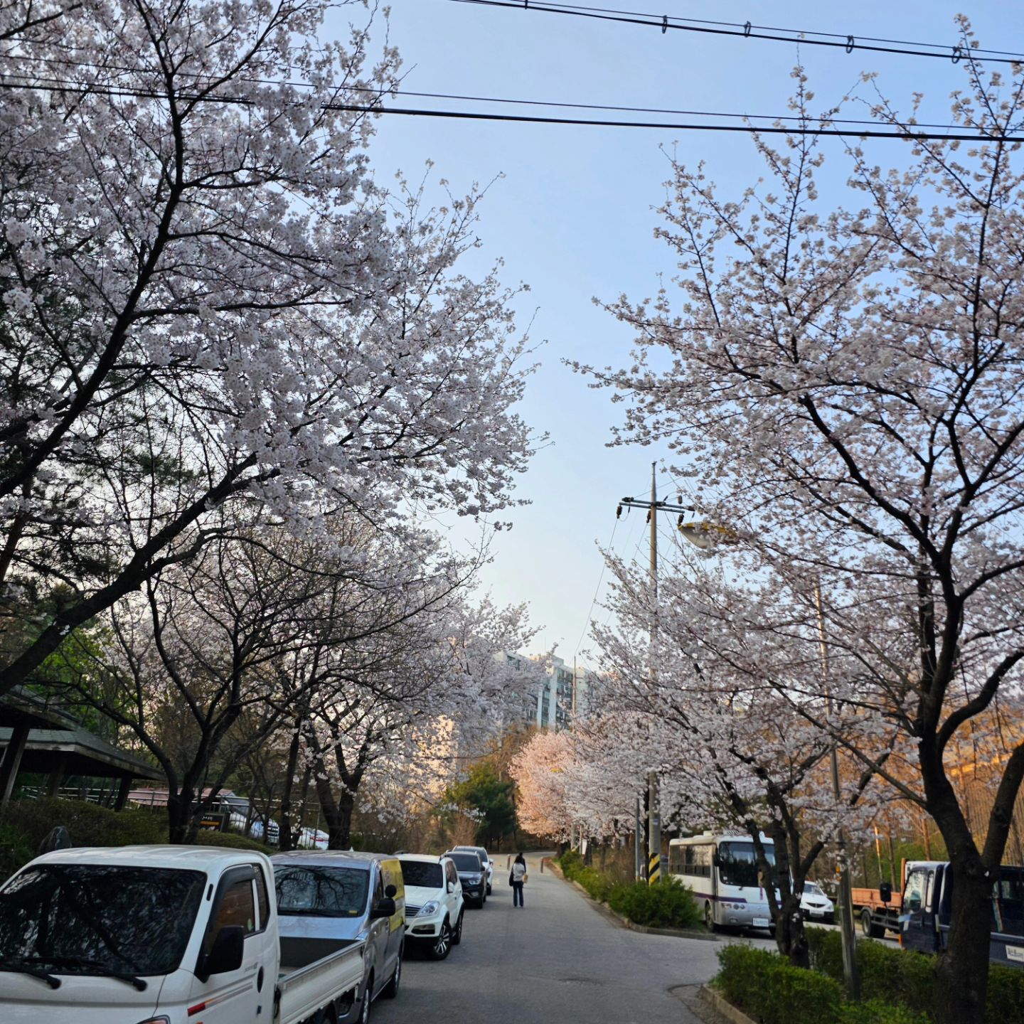첫줄.

원적산 벚꽃은 아직 만개가 아님.

다른곳으로 꽃구녕 다시 가야겠네 

#벚꽃.
#원적산.
#만개아님.
#등산.
#꽃구경.
#개나리.
#목련.
#진달래.
#인천원적산.