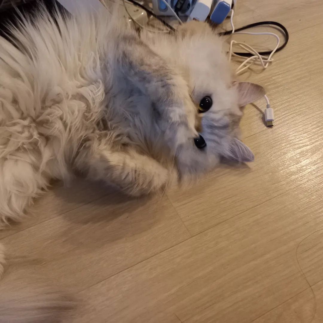 2024.08.27

너무 귀엽다 최고다

사랑둥이 

우리집고양이는굴러만다녀서사진이다똑같다 

#사랑둥이