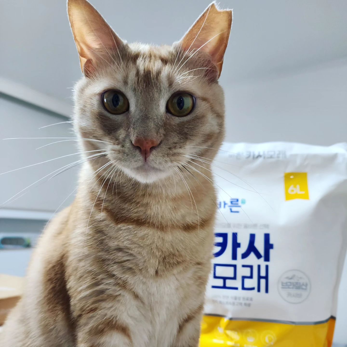 ✔️ 100% 천연 식물 재료 🌿
✔️ 먼지 ❌️
✔️ 응고, 위생 🤠👍

#어바웃펫 #aboutpet #고양이모래추천 #카사바모래 #고양이화장실 #제품협찬 #바른모래 #바른카사모래 #냥집사 #cat #캣스타그램 #고양이그램 #냥스타그램 #집사스타그램 #고양이 #catstagram #daily #모델 #심바 #simba #천연식물재료 #고양이모델 #고양이모래 #멍팔 #캣팔 #🐱 #🐶 #일상 #소통 #좋아요
