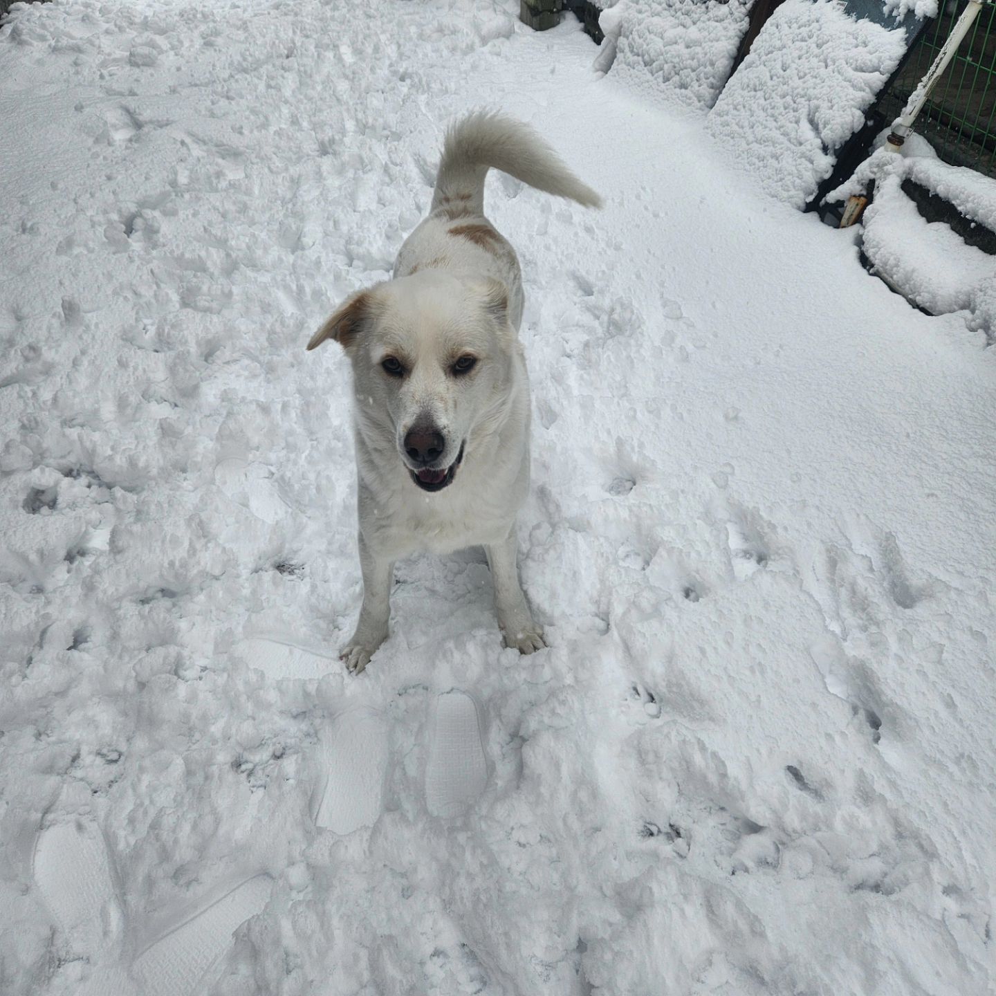 눈 오는 날은 행복해멍🐶 라떼는 냄새맡는 척 눈 먹느라 바빴오🤣 (이 사진이 유독 작게 나왔는데 안 작아요... 절대로요..... 일어서면 눈나랑 비슷하답니다...ㅎ)