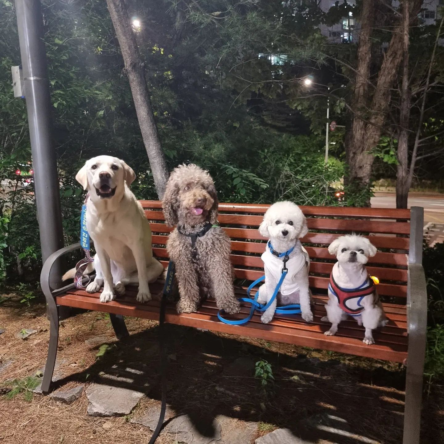 2024.5.18 호빵이 저녁 산책일지😆

1번, 설이 대박 호빵 슈가💕

4번, 두식이 슈가 대박 호빵 라숑 설이💗

❤️

#hobbang_world #호빵월드 #송호빵💕 #양🐑아님ㅋㅋ #저녁산책🌙 #산책일지🐾
#그룹산책🐕 #동네한바퀴산책 #펫핑 #양천구반려견순찰대

hi.petping