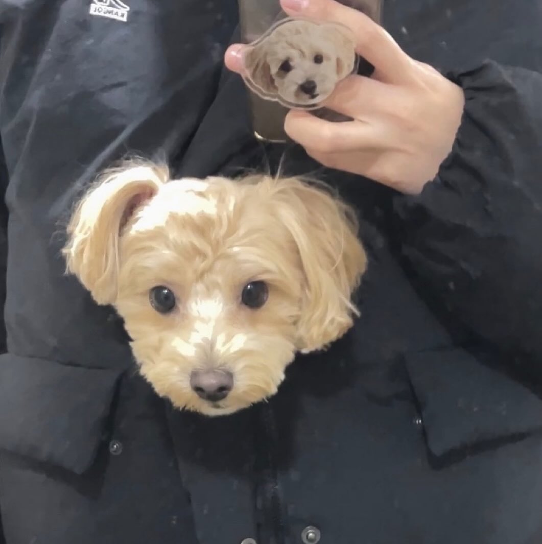 내 안에 제로 있다
#패딩속에쏘옥 #캥거루강아지