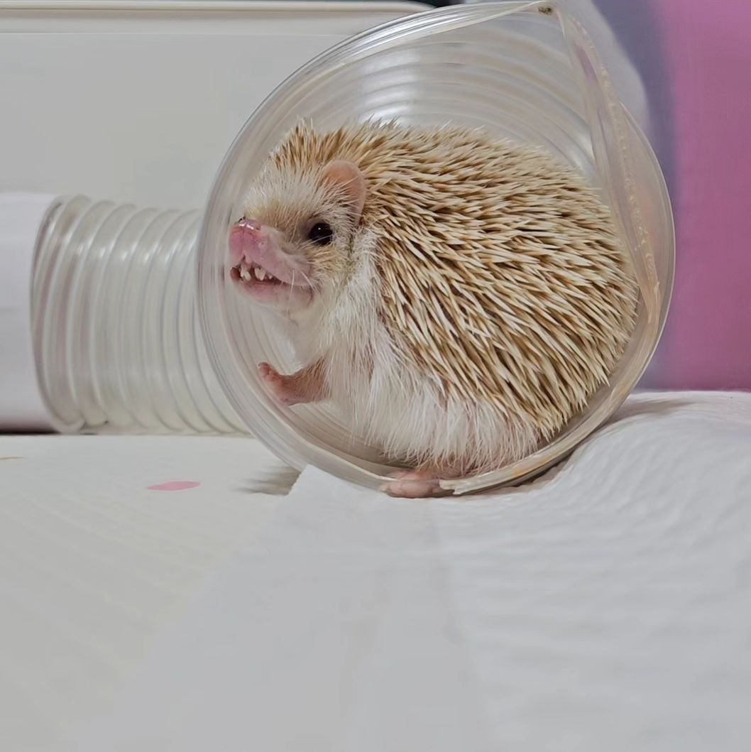 응꼬🦔ᵉᵘᶰᵍ ᵏᵏᵒ
으쨔으쨔
•
•
•
•
#응꿍뿌 #PetsofInstagram #Hedgehogs #HedgehogLovers #hedgies #pet #hedgie #hedgehogs #erizo
#반려동물 #집사 #고슴도치 #고슴도치그램 #똥싸는선인장 #hedgehog #ハリネズミ #ペット #hérisson #amazonpets #hedgehogcommunity #instagram #daily #follow4followback #좋아요 #팔로우 #likelike #fff #instagood #instadaily #amazonpets