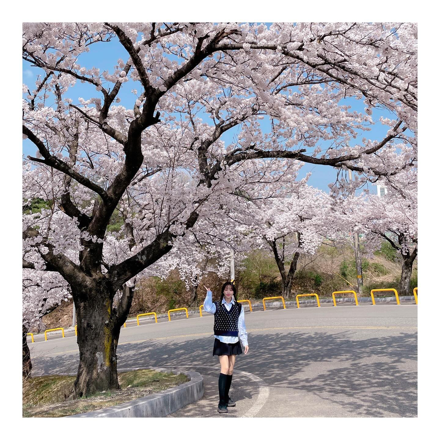 속초 벚꽃 절정 시작🌸
이제서야 만개의 모습을 
보여주는 속초 벚꽃 💕

속초 어딜가도 넘 예쁜 모습에 
행복해따..🌸💕
#속초영랑호 #설악벚꽃터널 
외 에도 속초 어딜가도 
예쁜 벚꽃 구경 가능!

#속초벚꽃