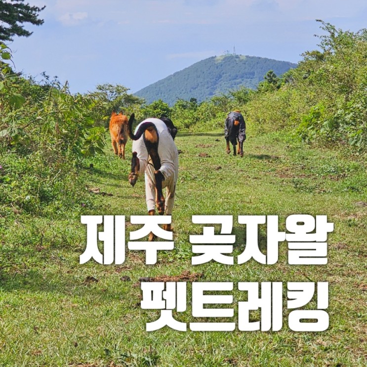 [제주 여행] 한림읍 제주 곶자왈 펫트레킹/반려견 오프리쉬 가능
