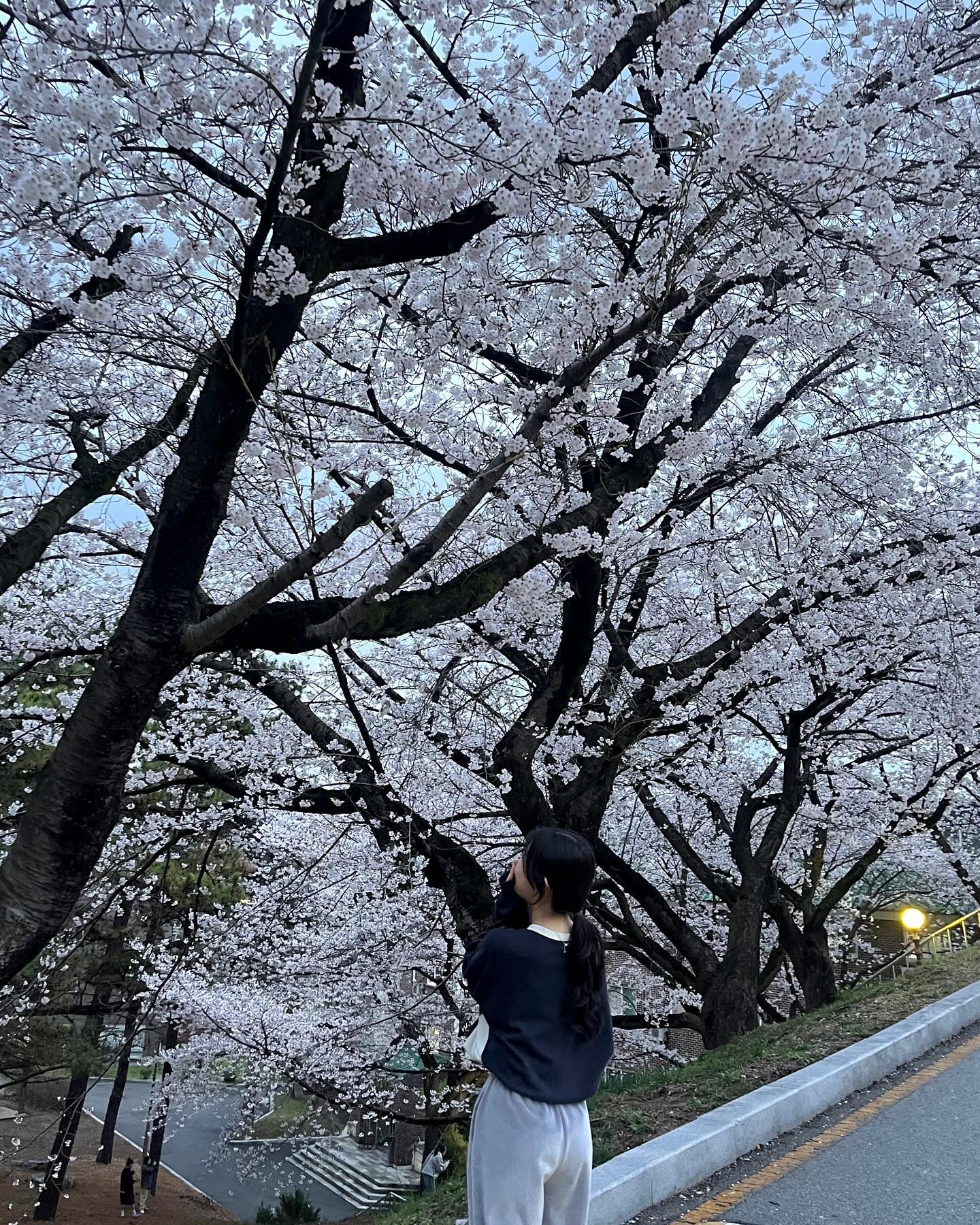 이번 년도 벚꽃…몽글몽글하다🫧