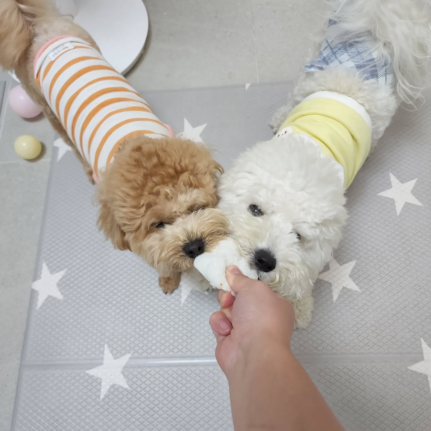 우린 친구~~ 
장난감 하나 가지고 싸우지 말고 사이 좋게 놀기 바래

#일상 #일상스타그램 #소통 #좋아요 #좋아요반사 #선팔 #맞팔 #터그놀이중 #비숑프리제 #말티푸 #육아맘 #댕댕이맘
#옷잘입는강아지 #애견모델지망생