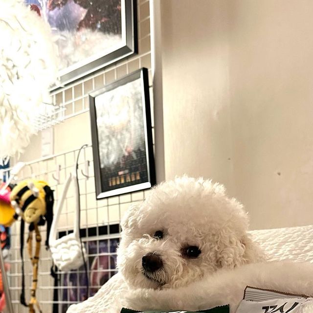 조랭_제림 on Instagram‎: "⠀ @koshida.pet 에서 조랭이에게 사료를 선물해줬어 애드랑 🎁 꼬시다사료는 동애등애 곤충단백질이 들어간사료래서 한번 먹여보고 싶었는데 잘되찌모야 (๑❛ڡ❛๑