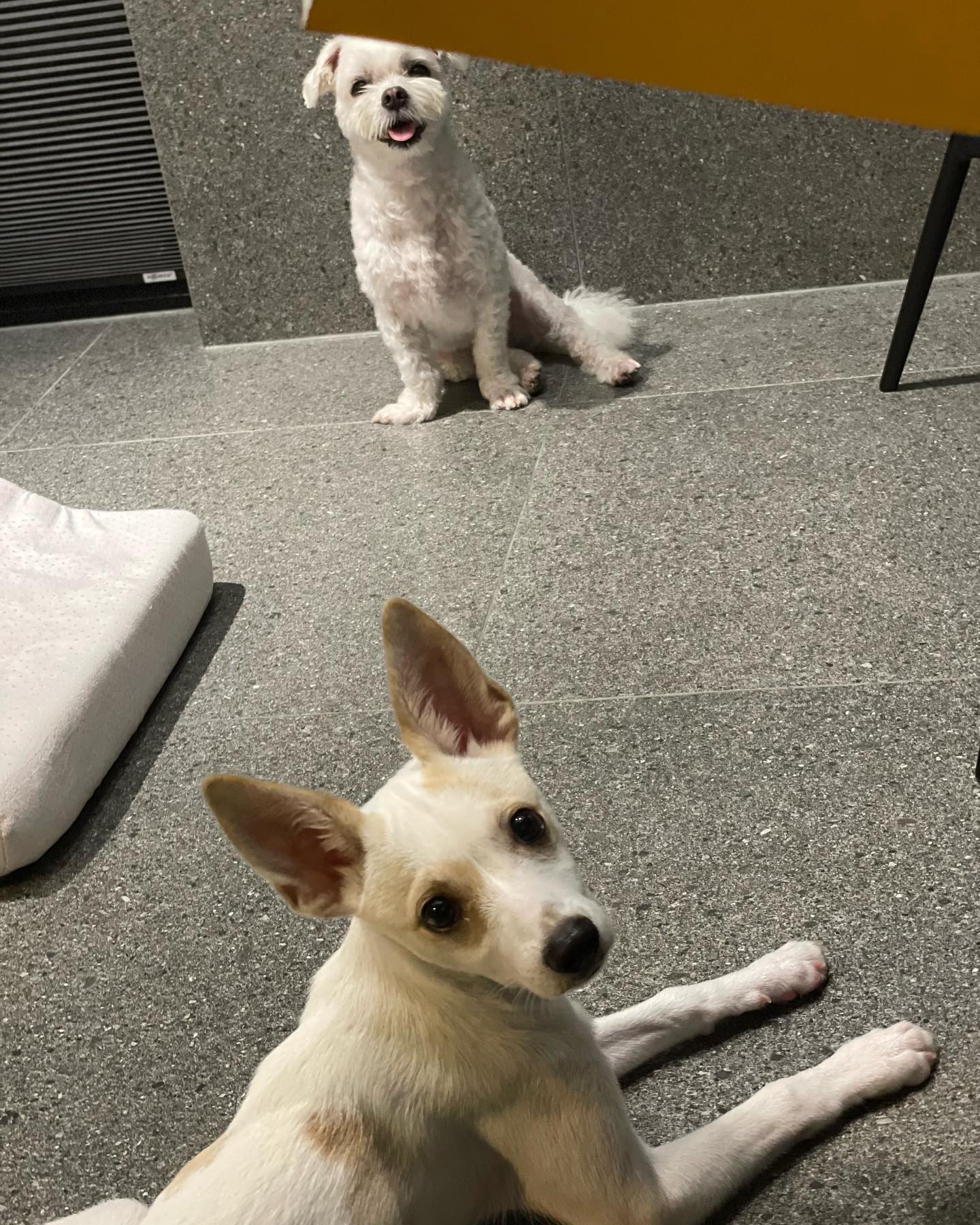 내새꾸 아들딸 꿍빵이덜🤍💛
아직 둘이 너무 안친하지만,, 🫢 아푸디말구 건강하게 오래오래 엄마랑살쟈🐶
