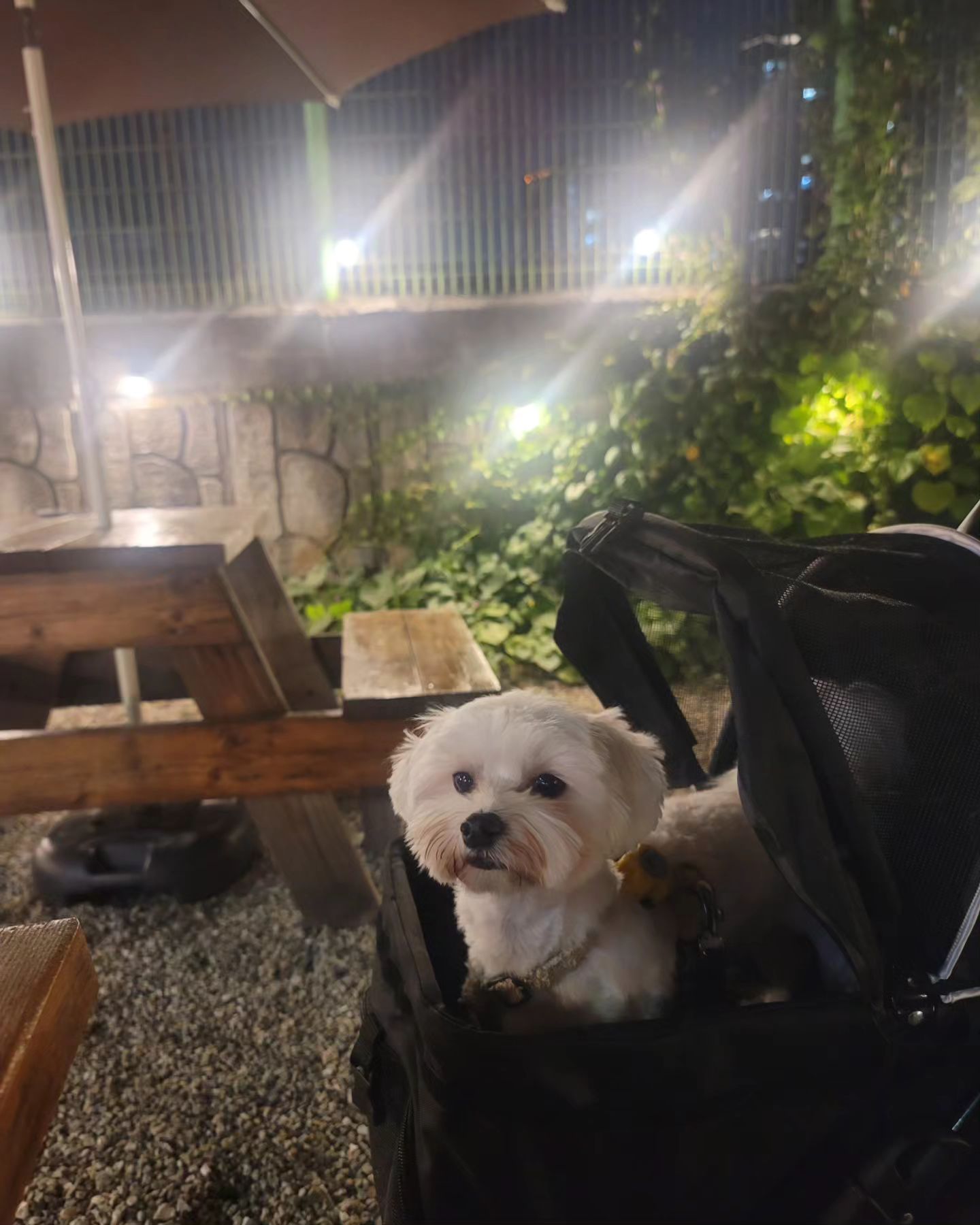 가족 외식 ㅋㅋ
애오가 유낭히 슬퍼보이는 밤입니다 🤣

#와쿠와쿠 강아지 동반 가능해요🖐
식사 후 속초해수욕장에서 산책까지 마무리

#아기말티즈애오