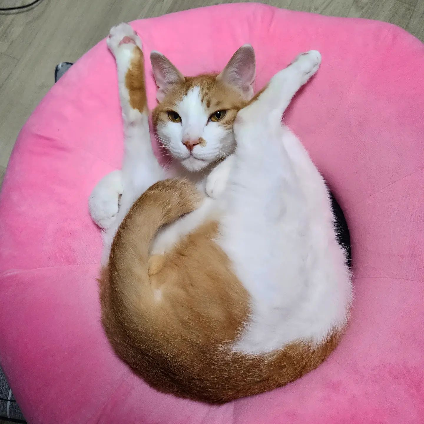 ⠀
까꿍ฅ^•ﻌ•^ฅ
남동쓰 새로운 포즈를 터득해서 돌아와쒀!
잘 있었나오 칭구들 임오들!? 늦게와서 미아네오😿
남도니의 윙꾸 보고 남은 오늘 하루도 행복하길 얍🩷