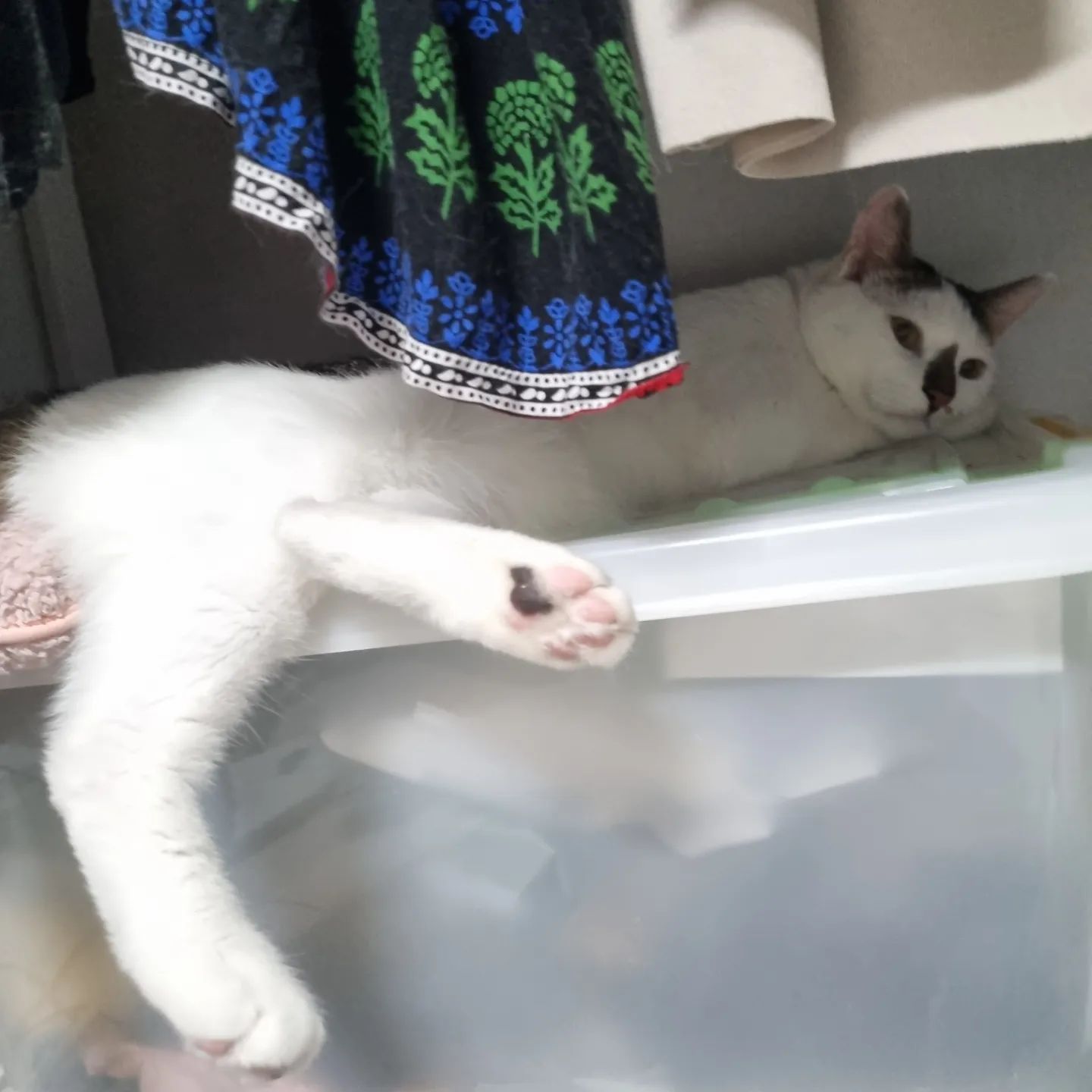 신나게 놀고 뻗은 토리

#야옹이 #냥스타그램 #냥그램 #고양이야옹
