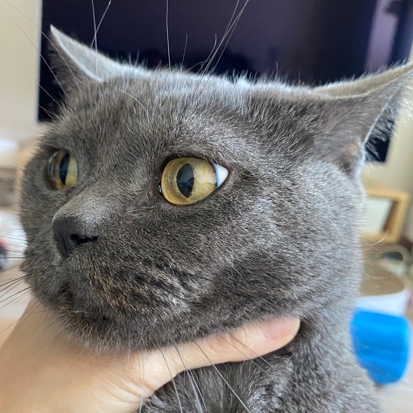 🐈‍⬛
세탁실에 갇혔던 고양이
야옹야옹만 하지 말고
앞발로 문을 두드리라고