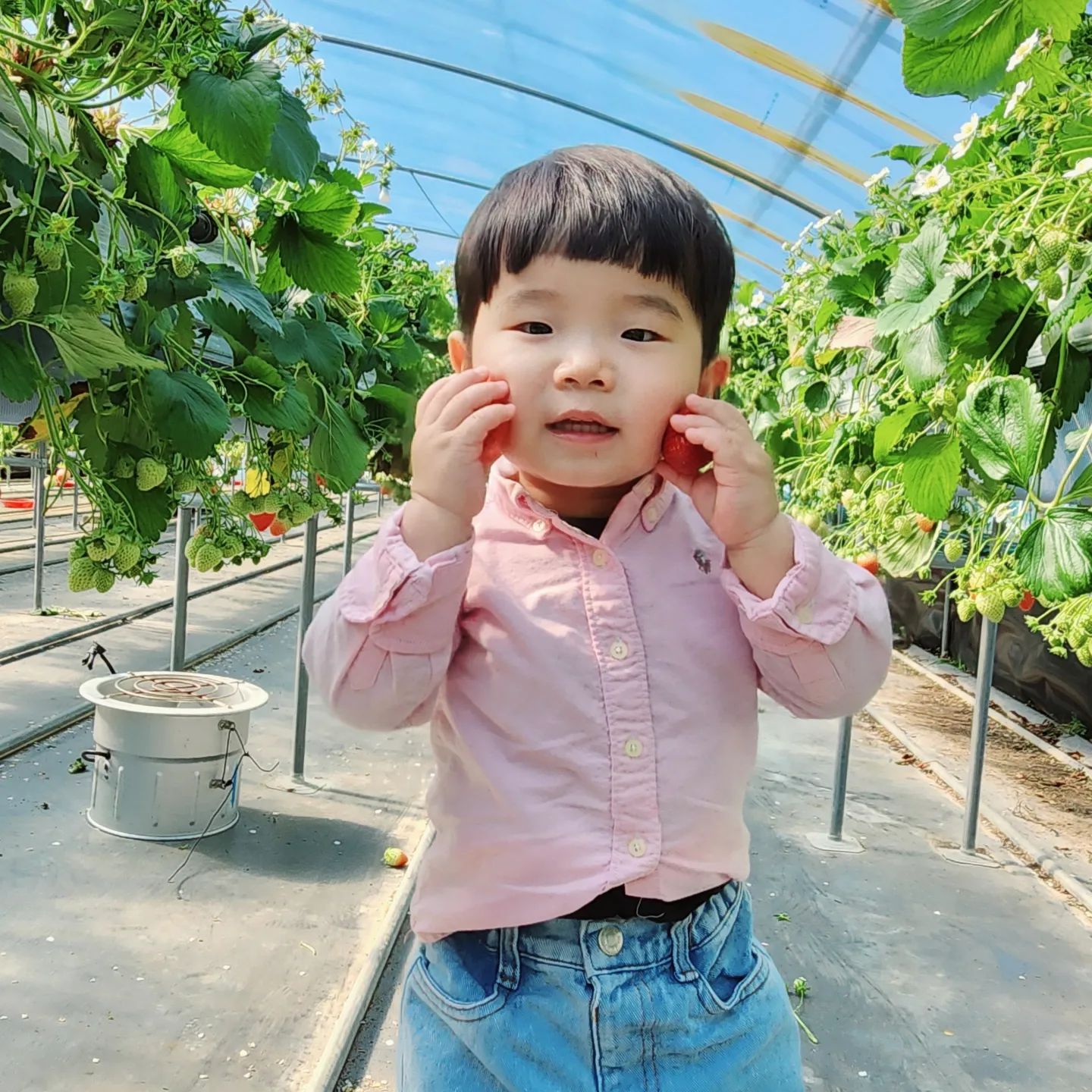 #지난피드

지난주 다녀왔던 딸기체험🍓
사람많은건 싫어서 비닐하우스 단독으로
사용할 수 있는 #동방딸기 예약✔️

도후가 직접 딸기도 따보고 
바로 먹어보고 즐거운 시간😆

생각보다 비닐하우스가 따뜻해서
왔다갔다하니 너무 더워서 혼났움🫠

#양산딸기체험 #양산딸기농장 #양산동방딸기 #동방딸기농장 #부산근처딸기체험 #울산딸기체험 #아기랑갈만한곳 #양산아기랑가볼만한곳 #양산아기랑 #양산아이랑 #양산아이와가볼만한곳 #딸기체험  #딸기체험농장