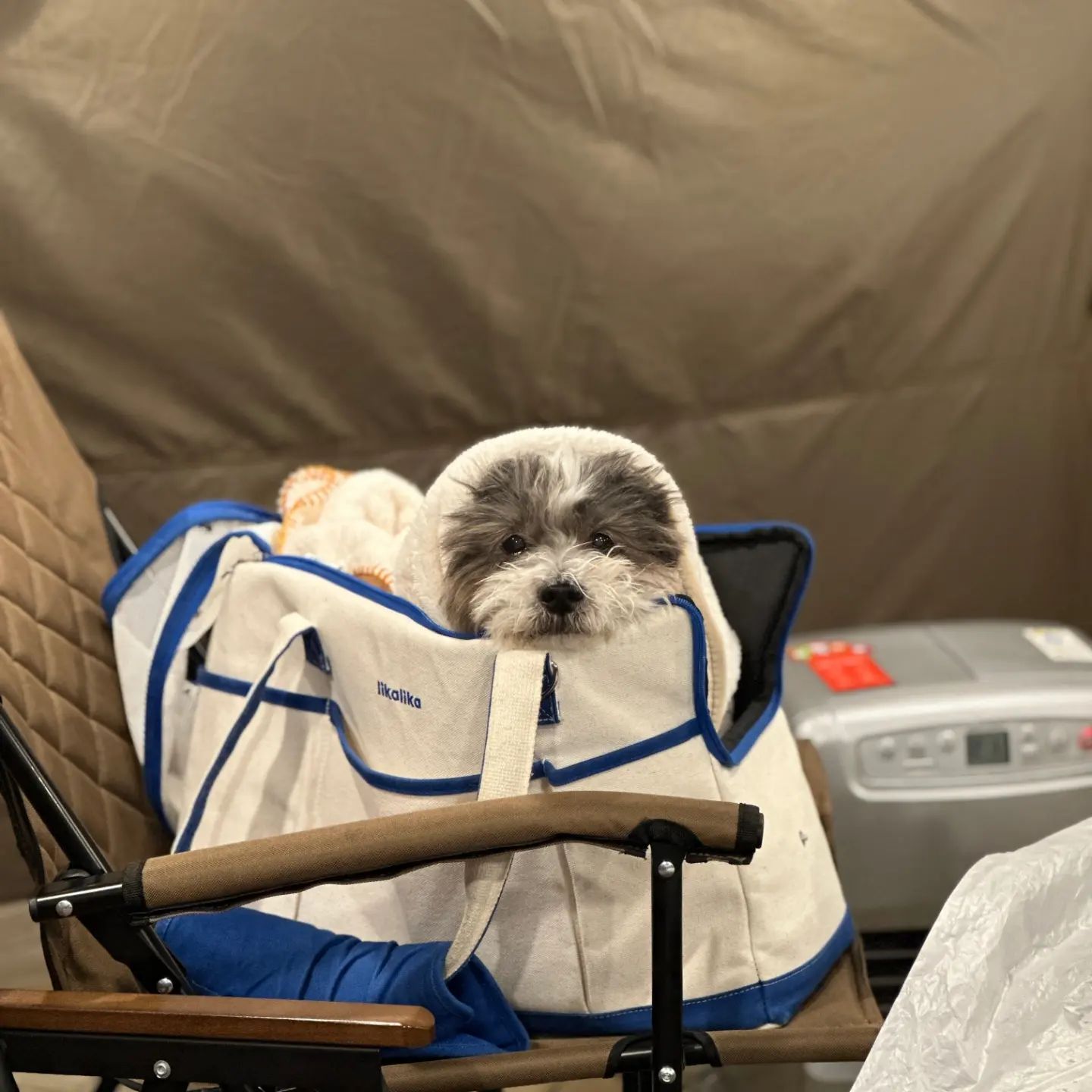 뒤늦게 올려보는 원주여행 후기
가는날이 장날이라고 눈와서 지친 나와 근
.
🐶 멍스퀘어 원주점
🍖 피크닉앤그릴
☕️ 카페포레스트
.
#믹스견 #믹스견 #멍스타그램 #멍멍이그램 #dogstagram
