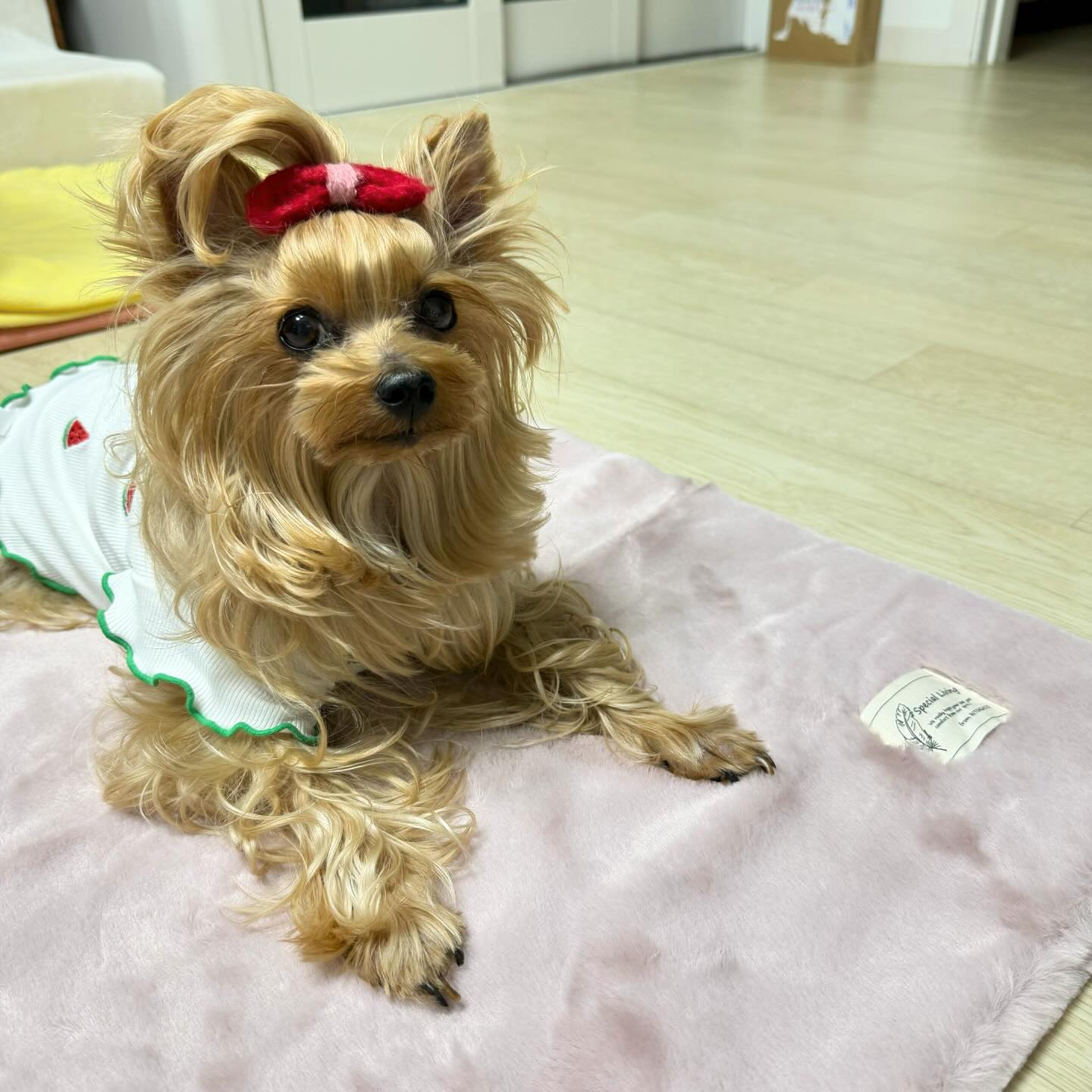 꺄항-❤️ 나로한테 깜짝 선물이 도착했어용!
모모언니께서 보내주신 #리토가토 블랭킷입니당!
완전 부들부들 폭신 따뜻 좋아하는 나로에게 안성맞춤👍
누나가 딱 피자마자 바로 올라가서 이거 내꺼개? 하고 냄새 맡고,
얼굴 부비고 했어용 ㅋㅋㅋㅋ🤣🤣
접어 깔아주니 쉬기 딱 좋다며 바로 누워버리는 김나로씨🐶
좋은건 알아가지고!!
역시 리토가토라 마감부터 자재까지 뭐 다 완-벽⭐️
믿고 쓰는 리토가토죠!!
모모언니님 너무너무 감사드려용❤️❤️❤️
.
.
#리토가토 #ritogato #리토가토블랭킷 #강아지담요 #강아지담요추천 #푹신푹신☁️ #댕댕이그램 #댕댕이일상 #요키 #요키스타그램 #요크셔