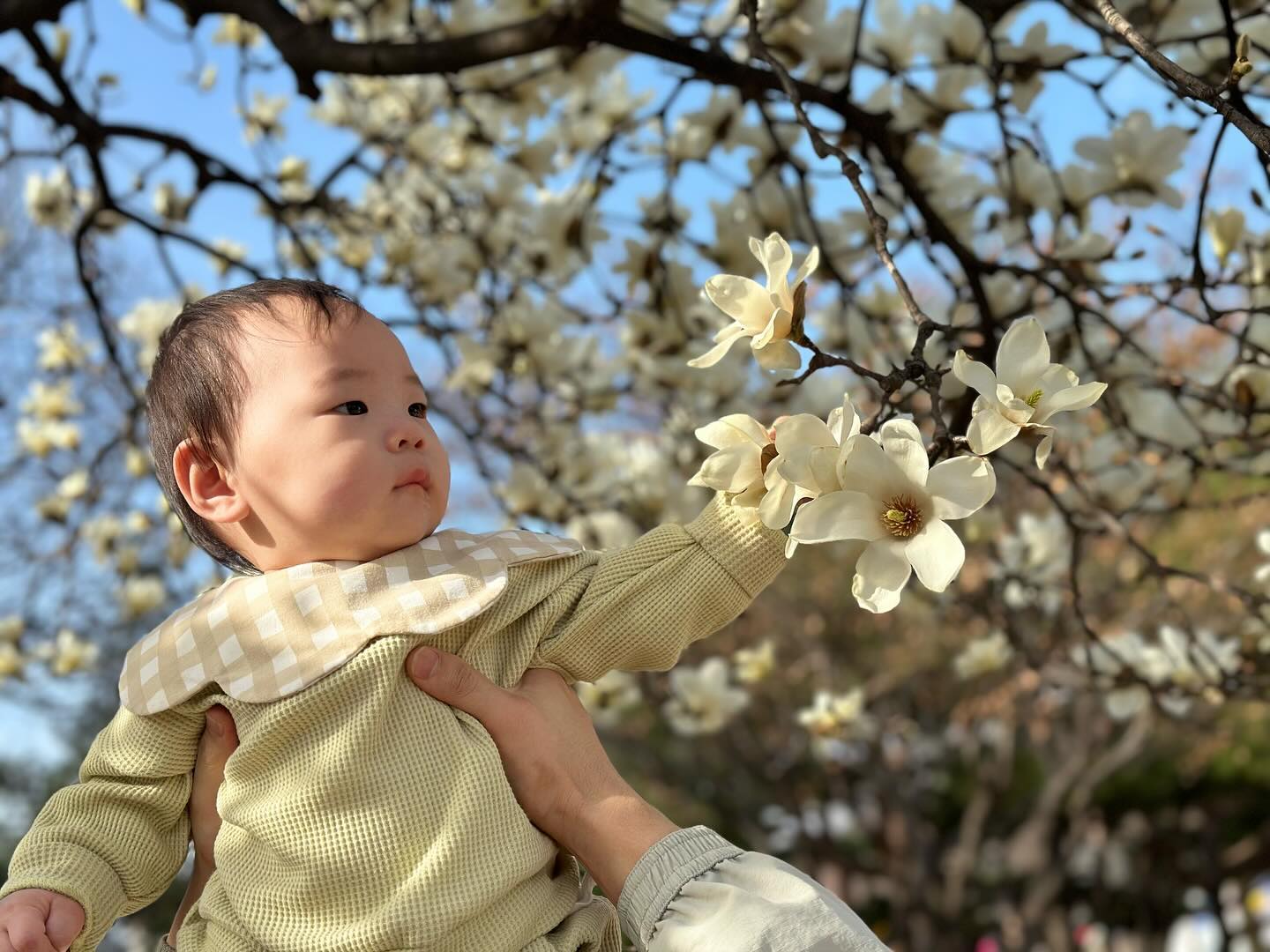 +274일 인생 첫 꽃구경🌸