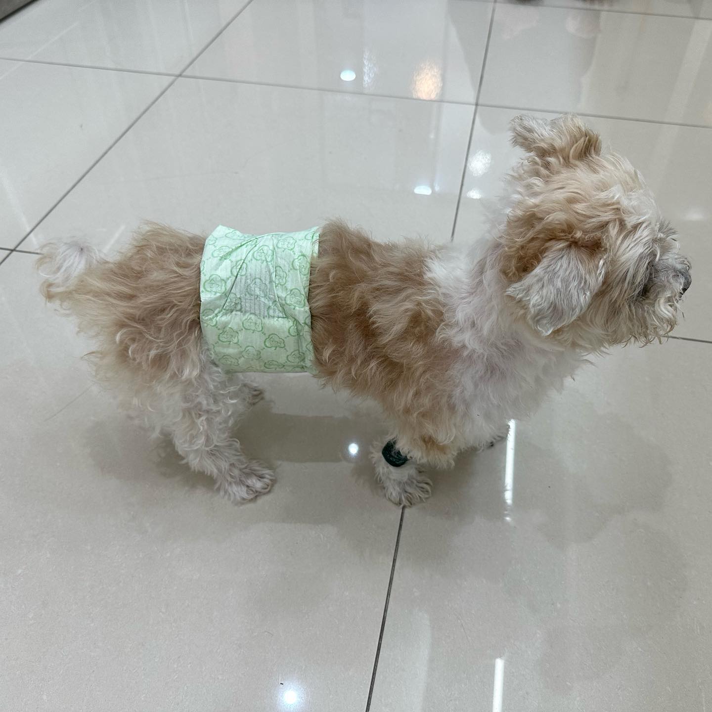 또 한 번의 투병을 시작하게 될 것 같다
어디서 많이 보던 증상, 어디서 많이 보던 수치... 제발 아프지 않고 마지막 날까지 편안하게 지내주었으면 하는 바람이 무너진 것이 제일 가슴아픈 부분이다. 짱이보다 증상 발현이 세 배는 빠른 것 같다. 작고 강한 나의 동생은 아픔도 몇 배로 빠르게 오는지.  얼굴에 손도 못대게해서 지지한거봐 이눔아. 요즘은 사람들이 보는 내 강아지와 내가 보는 내 강아지를 비교하는 릴스가 유행이라는데, 나도 네 사진을 모아 만들까 하다 울음이 터져서 관뒀어. 예쁜 모습만 가질 수는 없지. 누나는 너의 모든 모습을 사랑한다. 아프지 않게 조금만 더 욕심을 또 내어볼까?