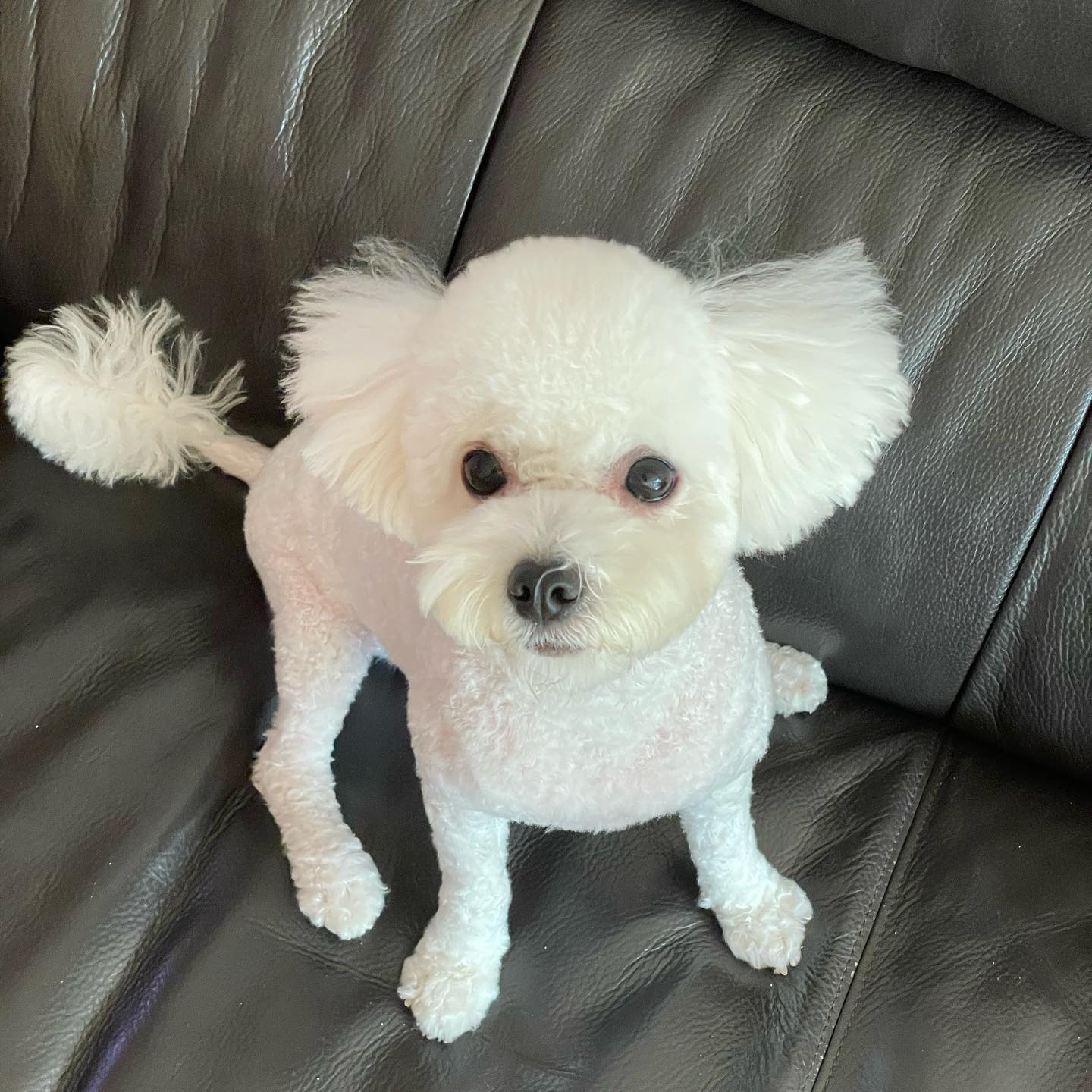 거짓말이라고
이건 꿈이라고 해줘,,,,,🫠
푸들이 되어 돌아온 모르는 강아지,,
#털관리의중요성 #내하이바돌리도