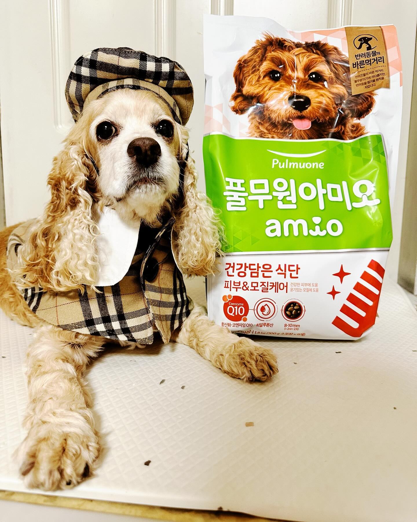 #협찬 pulmuoneamio
풀무원아미오 - 황산화 강아지 사료

노화가 시작된 반려견에겐 황산화 필수!
또한 관절, 피부 건강이 고민이실텐데요~
첨가물 없고 안전하게 수의사님 설계로 만든 
풀무원아미오 황산화 사료 먹여 보았어요.🙋🏻‍♀️

💫시니어스페셜케어, 관절케어, 피부&모질케어💫
어쩜이리 보호자들 마음을 잘 아는지 3가지 고민을 해결해줄 사료가 선물처럼 도착했어요.🎁

👉🏻풀무원아미오 바른먹거리 원칙👈🏻
풀무원아미오는 내 가족인 반려동물의 건강과 행복을 위한
’바른먹거리‘를 위해 국가 기준보다 더 엄격한 원칙과 규정 을 스스로 만들어 지키고 관리합니다.👍🏻
1️⃣35가지 첨가물 제외
2️⃣원재료 및 기능성 함량 100% 공개
3️⃣902항목 안전성 검사

📌풀무원아미오 건강담은 식단은요,
✅건강하게 오래 함께할 수 있도록 항산화 원료 코엔자임 Q10이 함유된 기능성 사료
✅코엔자임 Q10이 항산화 작용을 도와 면역력 강화와 노화를 늦추는데 도움을 주는 사료
✅풀무원 수의사가 설계하여 영양밸런스가 최적화된 사료
✅기능성 원료의 함량에 대해 투명하게 공개하여 더욱 신뢰가는 사료
✅풀무원이기에 더 까다로운 반려동물 첨가물원칙과 안정성 검사가 적용되어 믿고 급여할 수 있는 사료
✅개별포장으로 신선한 사료

이 모든 것을 갖춘 “풀무원아미오” 사료‼️

➡️피부&모질 케어
📍피부 건강에 고민있는 강아지를 위한 기능성 사료
📍히알루론산이 함유되어 피부장벽 강화에 도움을 주는 사료
📍생연어가 함유되어 건강한 피부와 윤기있는 모질에 도 움을 주는 사료
📍생연어가 함유되어 기호성 높은 기능성 사료

➡️관절 케어​
📍풍부한 글루코사민을 함유한 초록입홍합이 들어있어서 관절 건강에 도움을 주는 사료
📍강아지 관절과 연골 건강에 도움을 주는 콘드로이친과 글루코사민이 함유된 사료
📍닭고기 단일육으로 기호성이 높은 사료

➡️시니어스페셜케어
📍풍부한 글루코사민을 함유한 초록입홍합이 들어있어서 관절 건강에 도움을 주는 사료
📍강아지 관절과 연골 건강에 도움을 주는 콘드로이친과 글루코사민이 함유된 사료

센스있게 소분포장(200g씩 총 9봉)되어 있어 언제나 신선하게, 간편하게 급여할 수 있어요.
8-10mm 알갱이 사이즈로 이가 약한 아이들에게도 먹기 좋아요.
기호성도 좋고 기능성 원료를 아끼지 않은 풀무원 아미오 사료 추천해요.🙋🏻‍♀️💛

#풀무원아미오 #강아지사료 #항산화사료 #관절사료 #피부모질사료 #시니어사료 #코엔자임Q10 #안전한사료 #강아지사료추천#수의사#기호성높은사료#안전한사료#기능성#강아지모델#코카스파니엘#코코#댕댕이#댕팔#댕팔맞팔#집사#소통#집사소통#부산강아지#반려동물동반