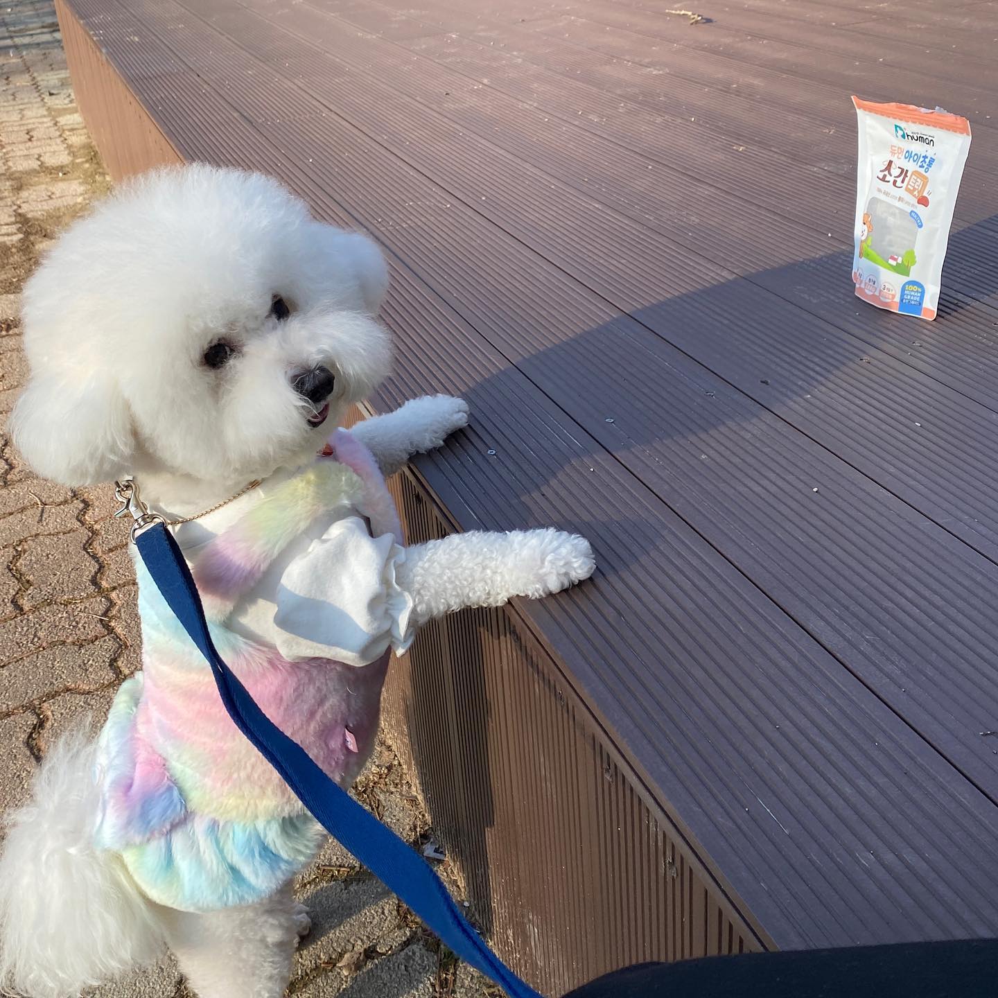 아 이고 먹고싶웅데 나눙 왤케 다리가 짧응고야😩

#비숑 #비숑프리제 #미니비숑 #비숑타임 #댕댕이 #강아지 #강아지모델 #애견  #댕댕이일상 #🐶 #일상 #반려견 #반려견소통 #반려인 #오늘의강아지 #dog #こいぬ #애견동반 #애견동반카페 #애견카페 #강아지동반 #산책 #비숑미용