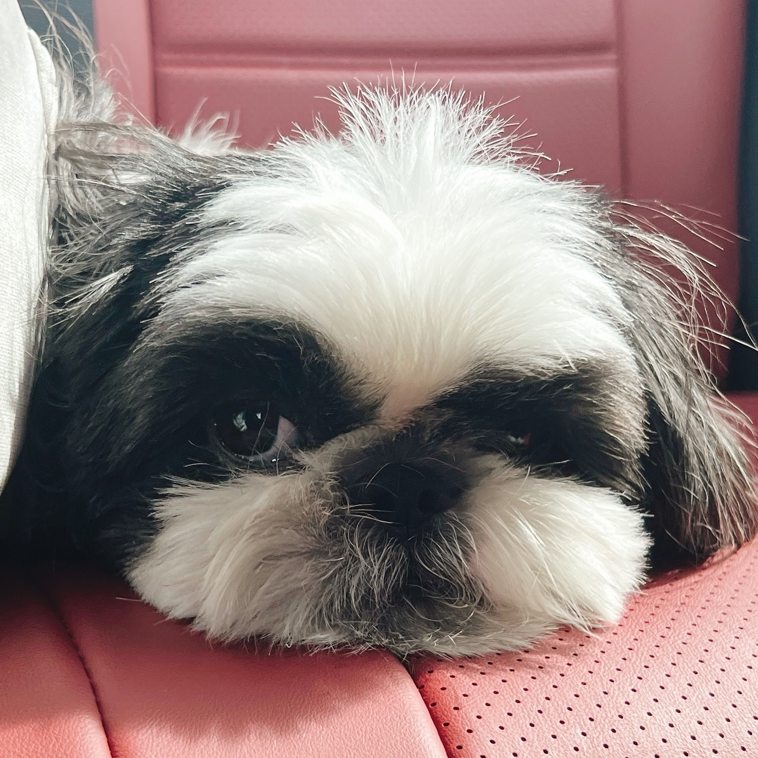 졸린 후추 어린이🐼