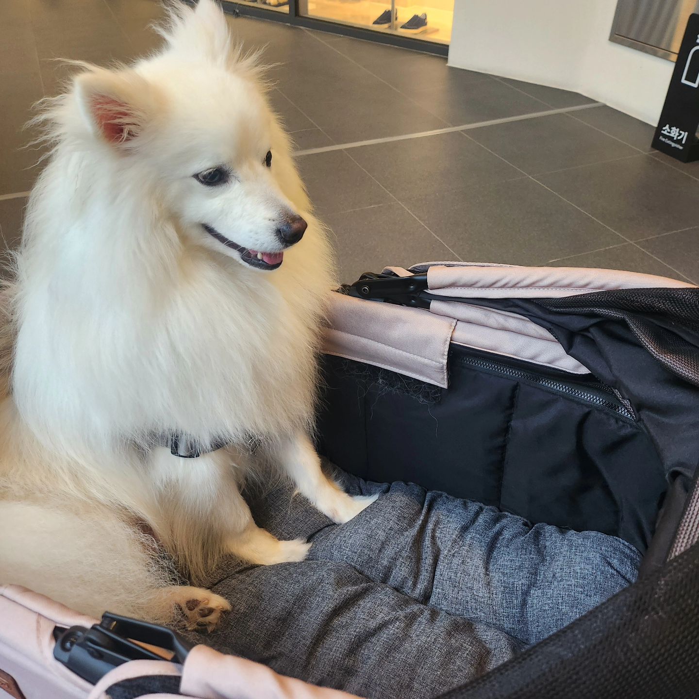#Hi #cutedogs