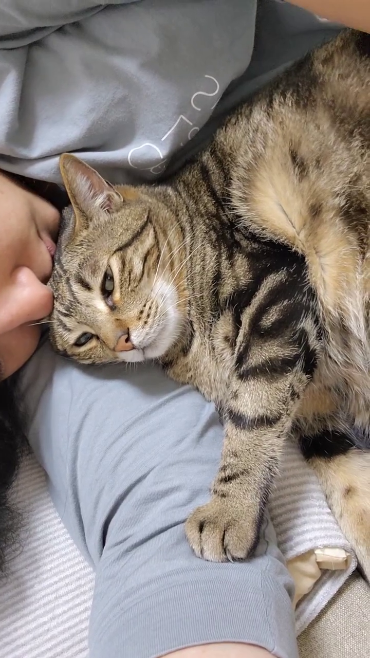 편하니...?

#고양이#cat #캣 #집사 #냥아치 #길냥이 #반려동물#캣스타그램 #간택 #아메리칸숏헤어 #코리안숏헤어 #반려묘 #그루밍#유튜브 #유튜브채널 #유튜브시작 #Jellypangpang#태봉이#유리#라오#냥이스타그램 #냥이 #youtube #cattube