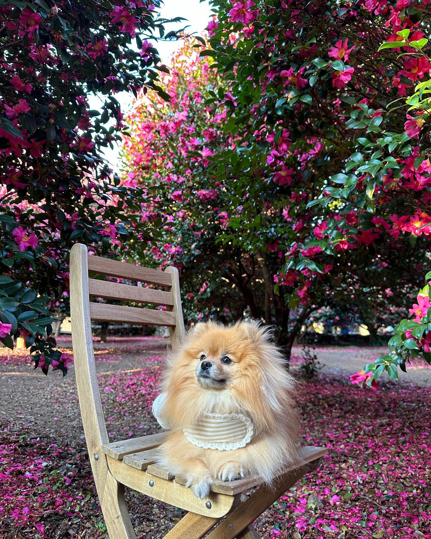 배찌는 제주도에 다녀와써요 🌺

#배찌의2024제주 #동백포레스트